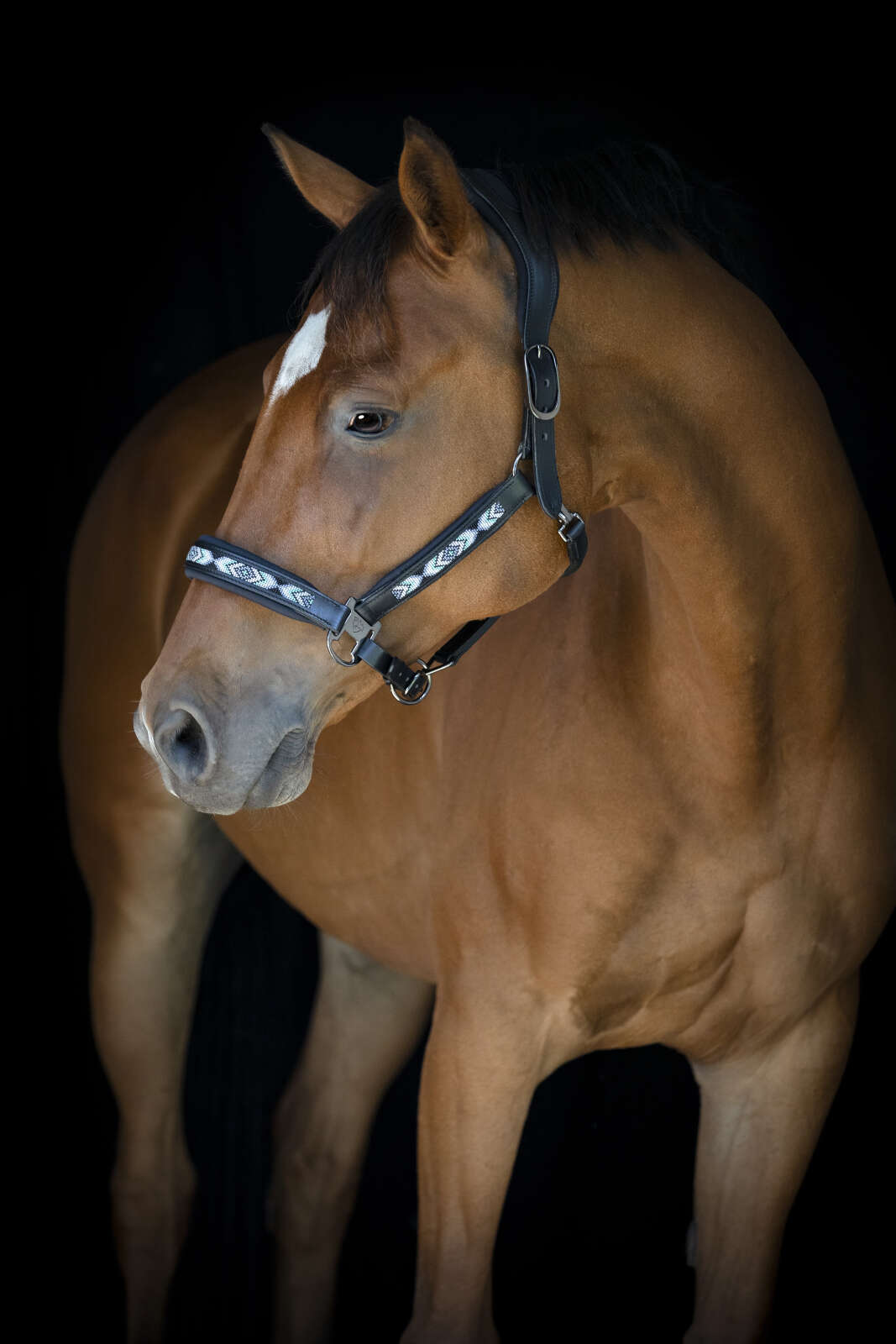 Catago Anamo halter leather, pearl pattern