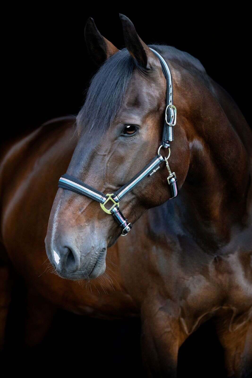 Horse Guard stribed halter