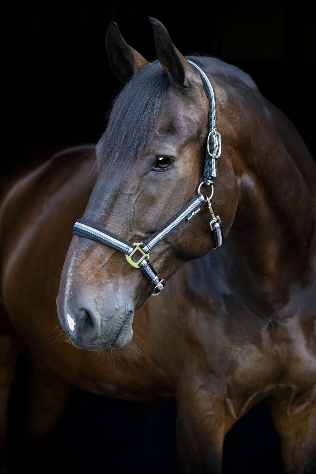 Horse Guard stribad grimma