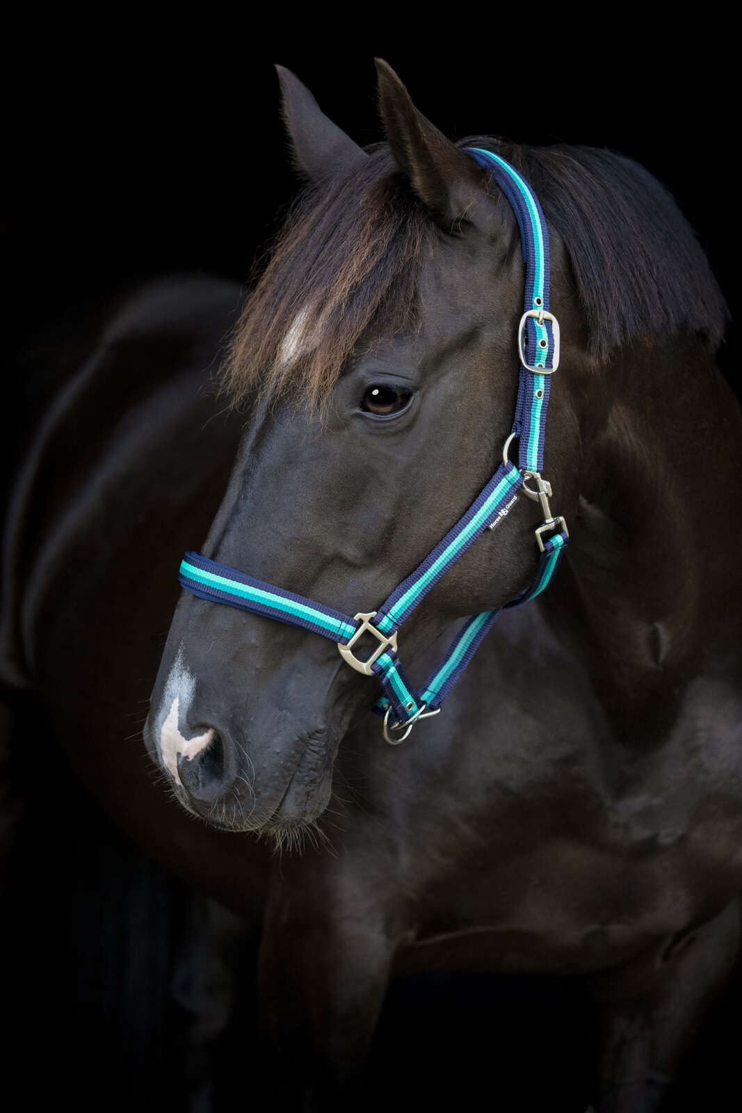 HorseGuard Striped halter