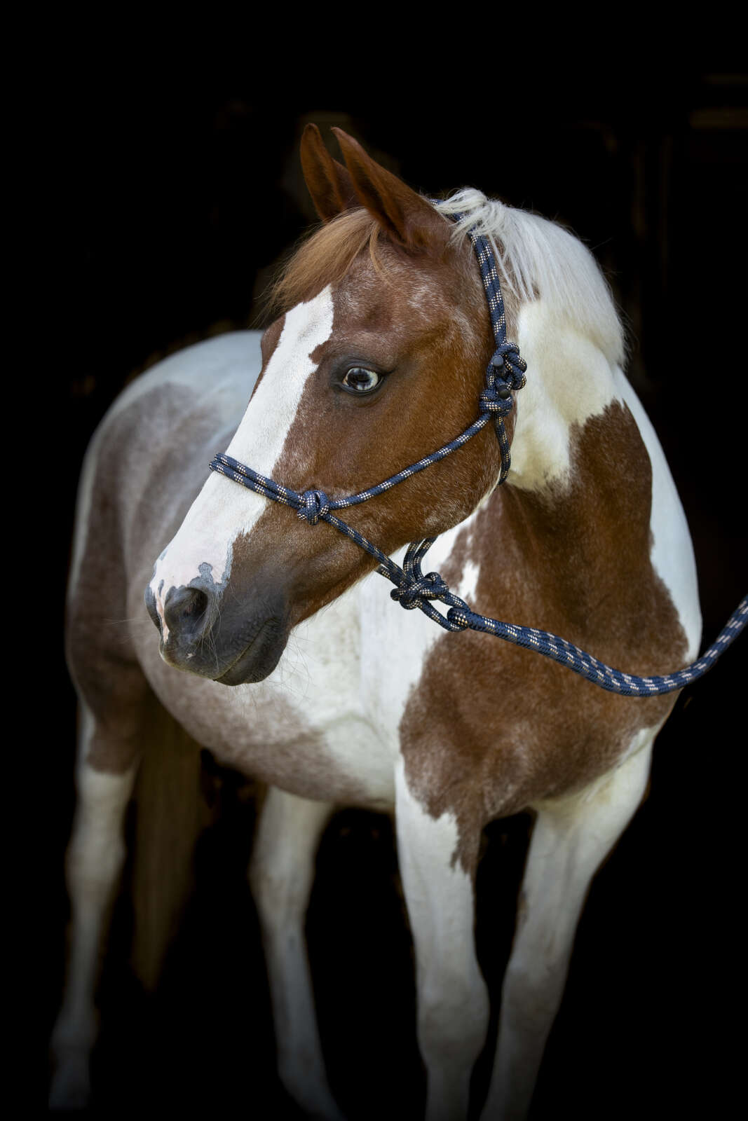 HorseGuard Rope halter with lead
