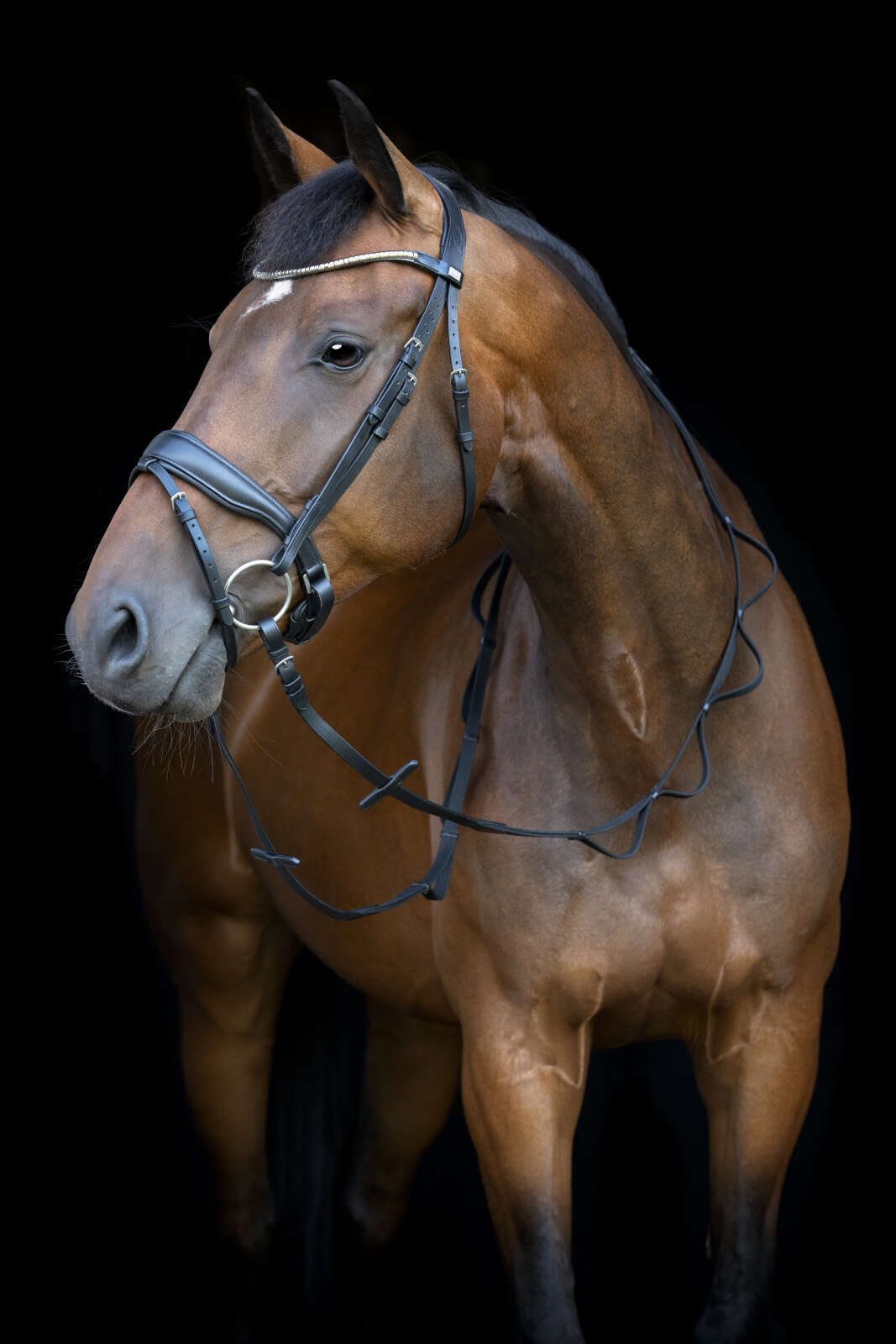 HorseGuard Loop reins 16mm