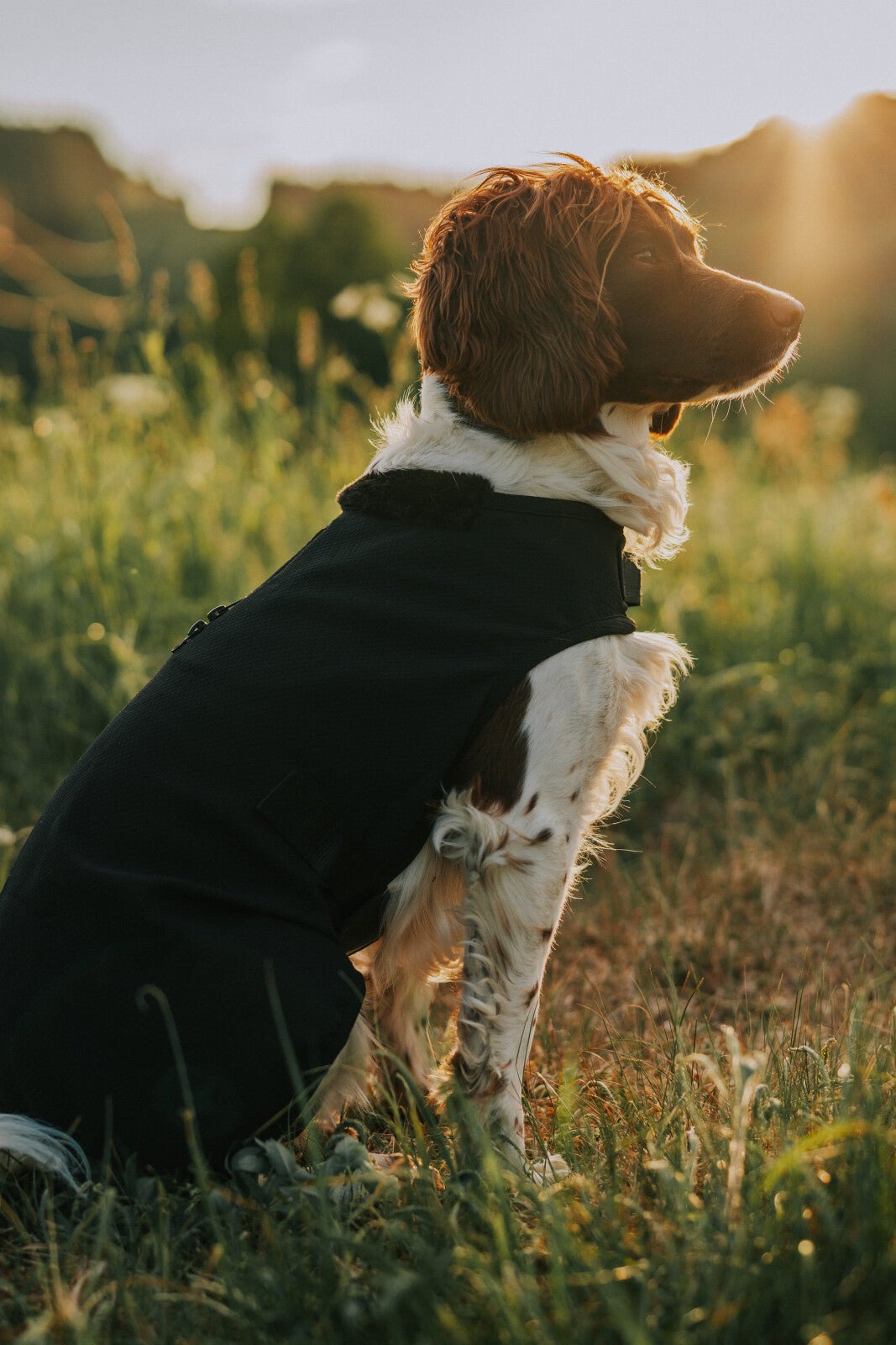 CATAGO Hybrid dog rug - Unamari