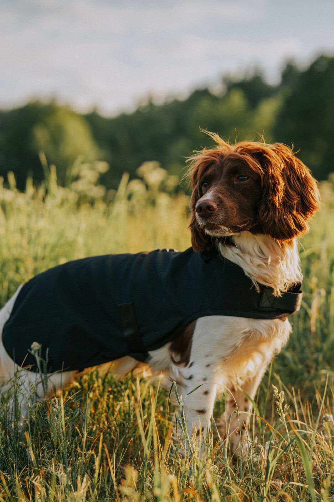 CATAGO Hybrid dog rug - Unamari
