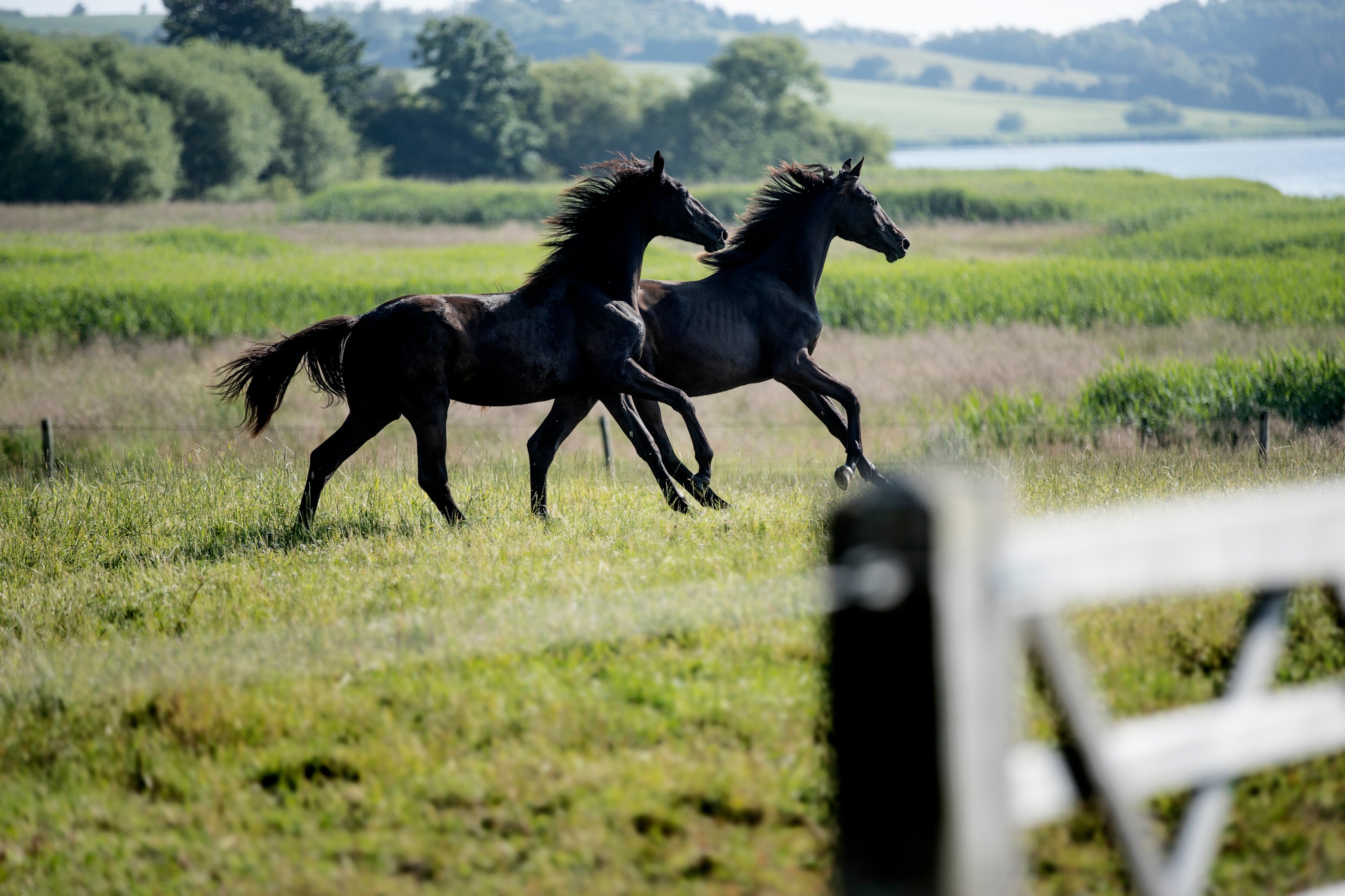 Horses on a field