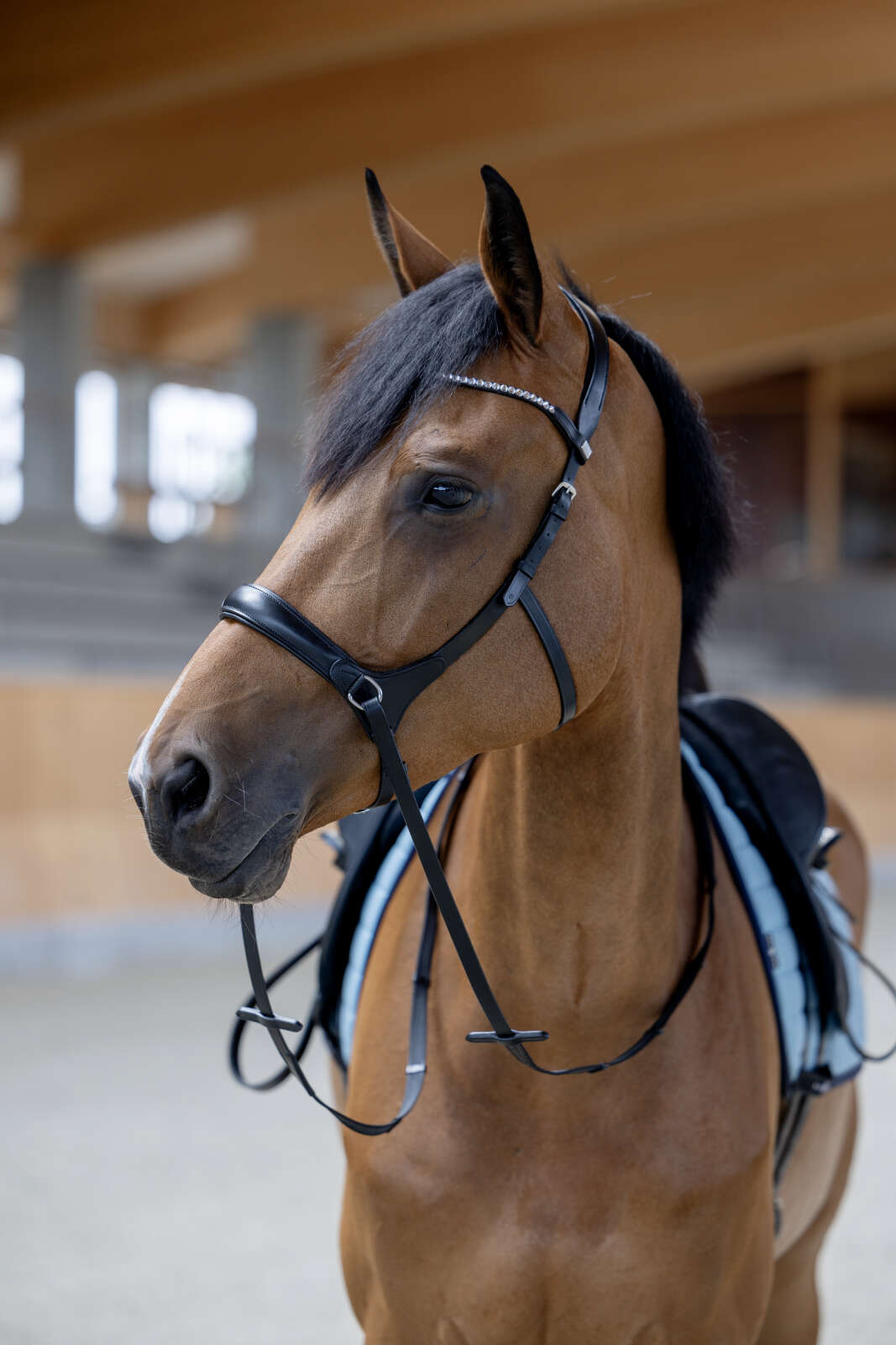 Horse Guard bitless bridle