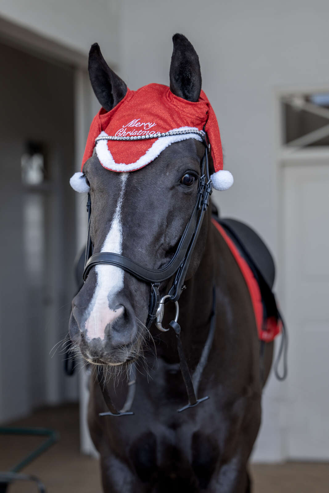 Horse Guard-Weihnachtsmannmütze mit Glitzer für Pferd