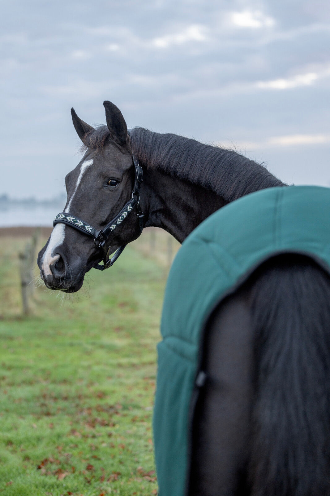 CATAGO Vanamo lädergrimma, pärlmönster