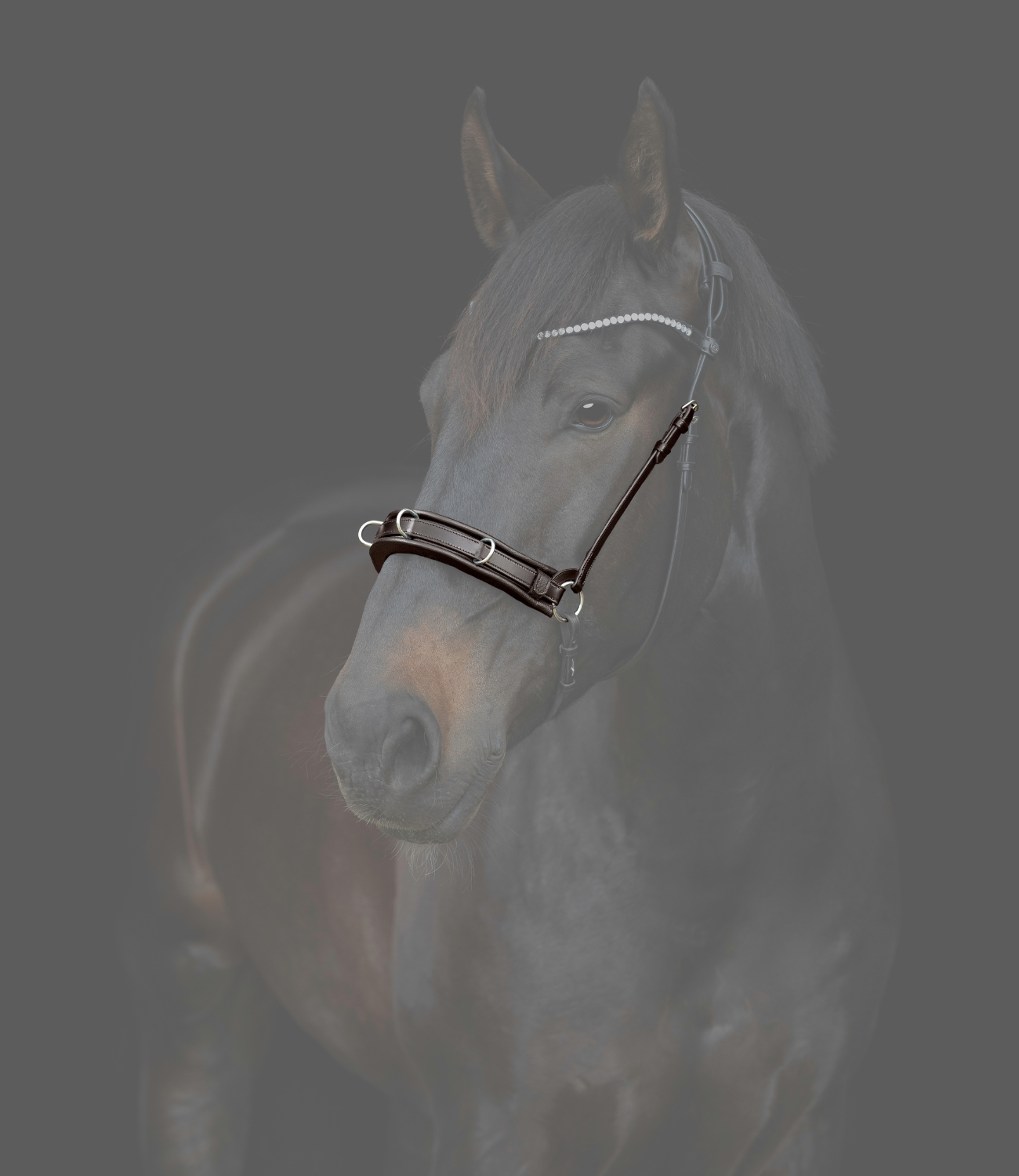 Horse wearing a bridle on a dark background