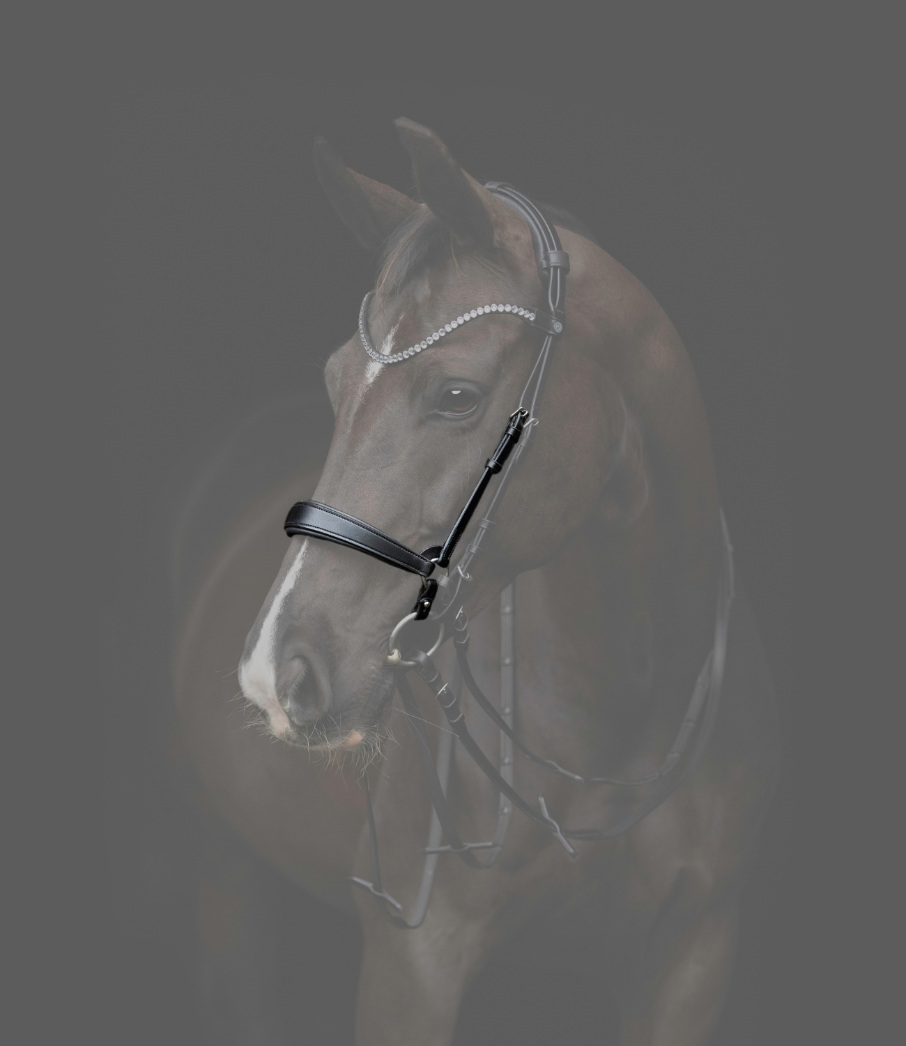 Horse wearing a bridle on a dark background