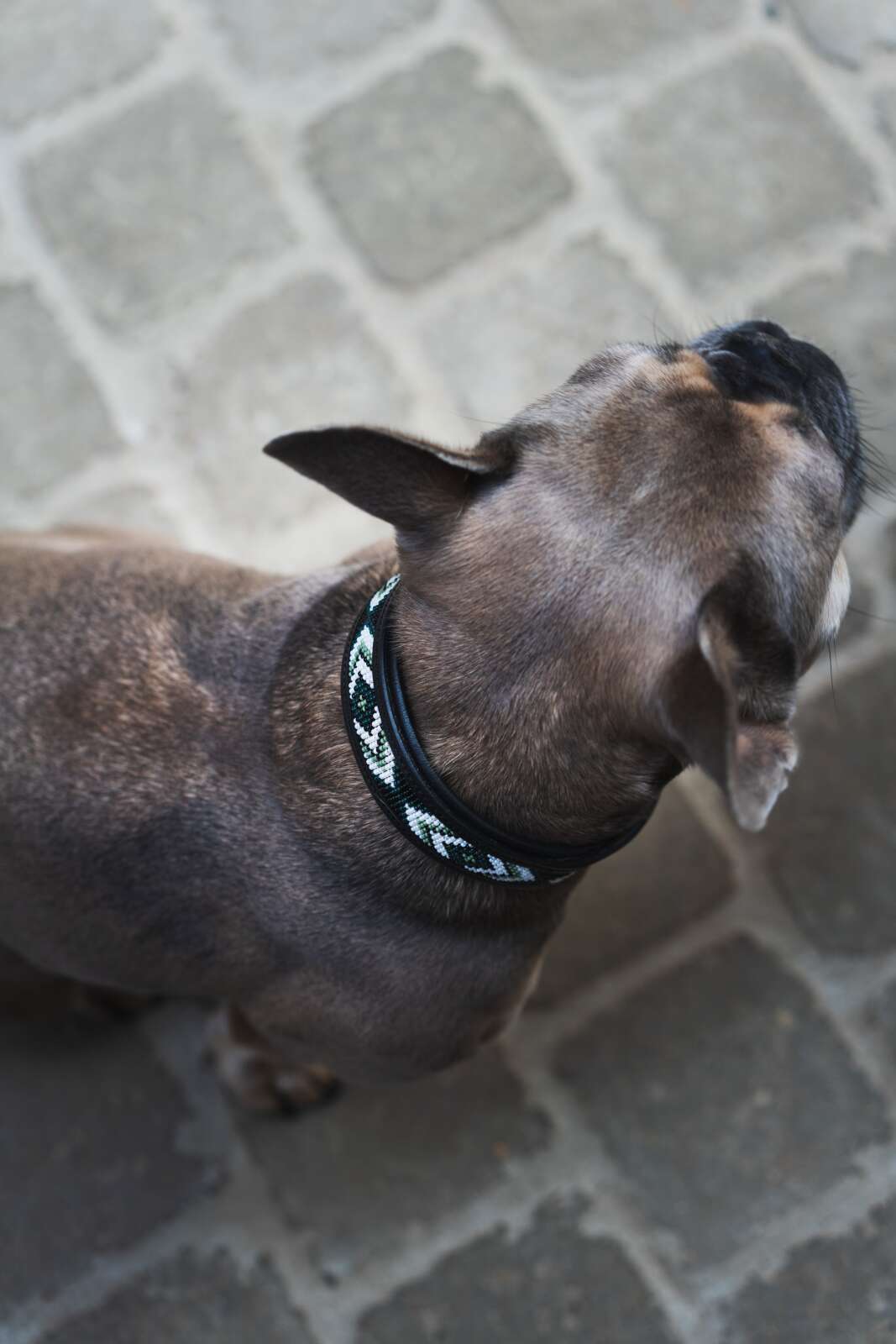 CATAGO Viben hundhalsband i läder, pärlmönster