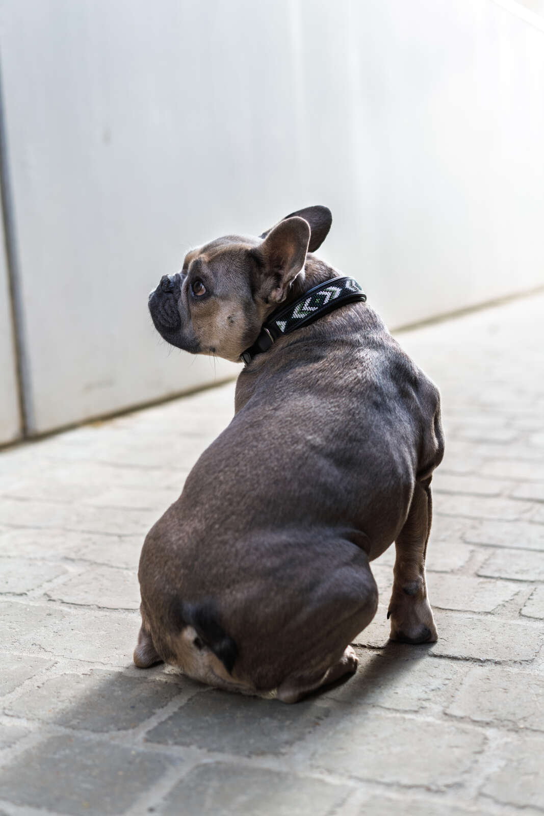 CATAGO Viben læderhalsbånd til hund, perlemønster