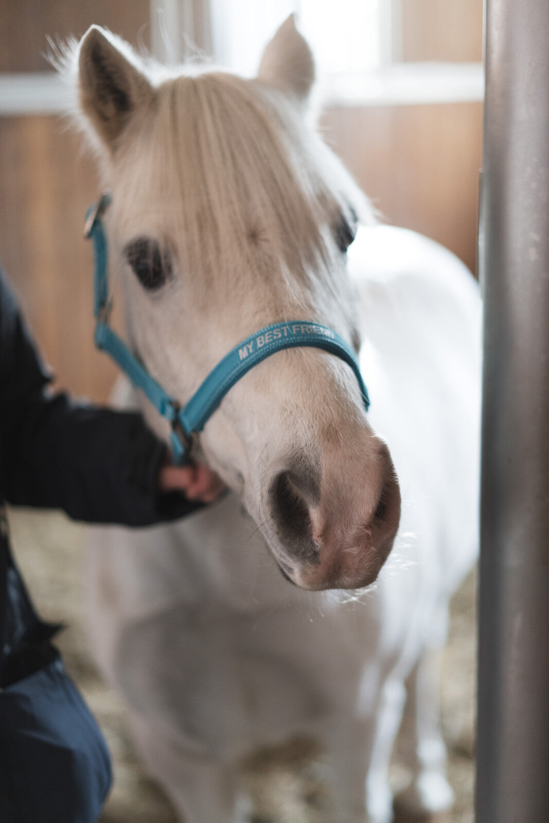 Horse Guard Malva Halfter "My Best Friend"