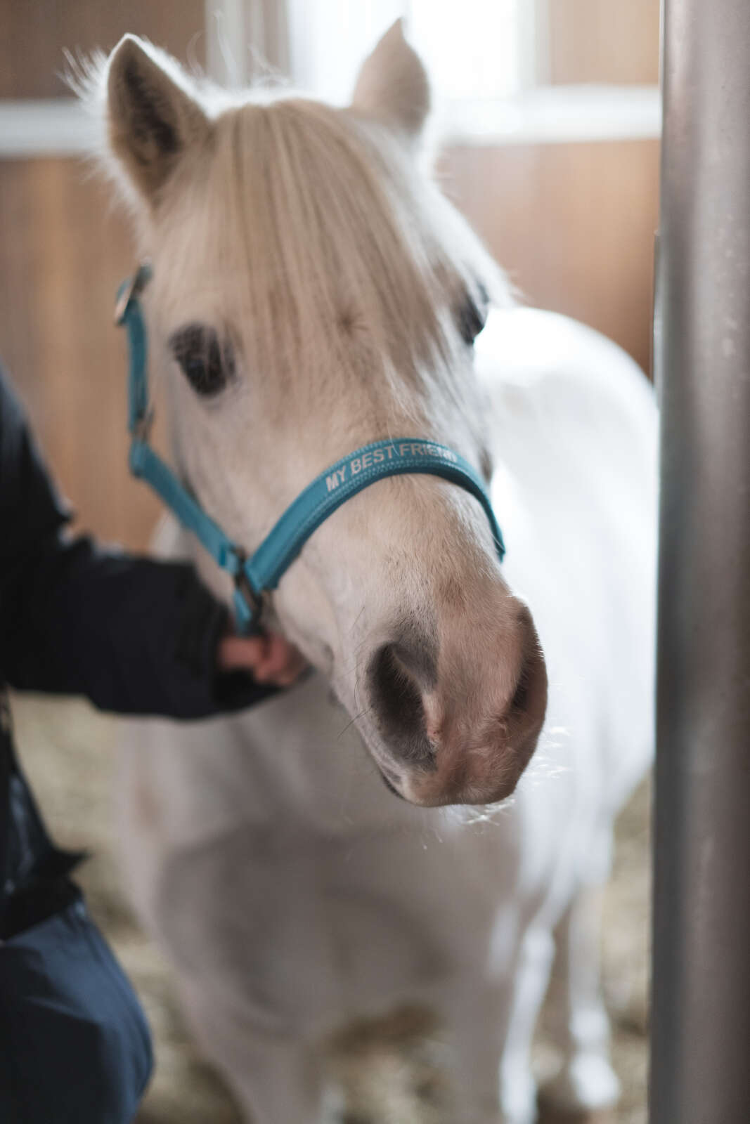 Horse Guard Malva grime "My Best Friend"