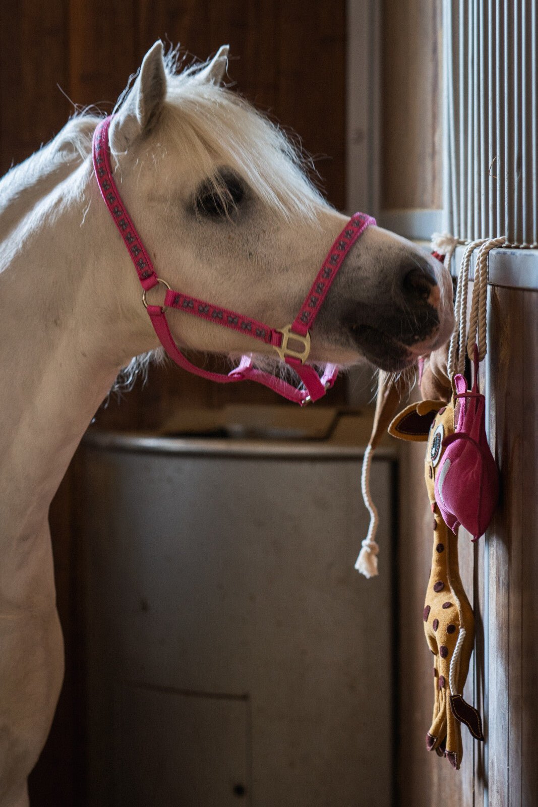 HorseGuard Butterfly halter - Unamari
