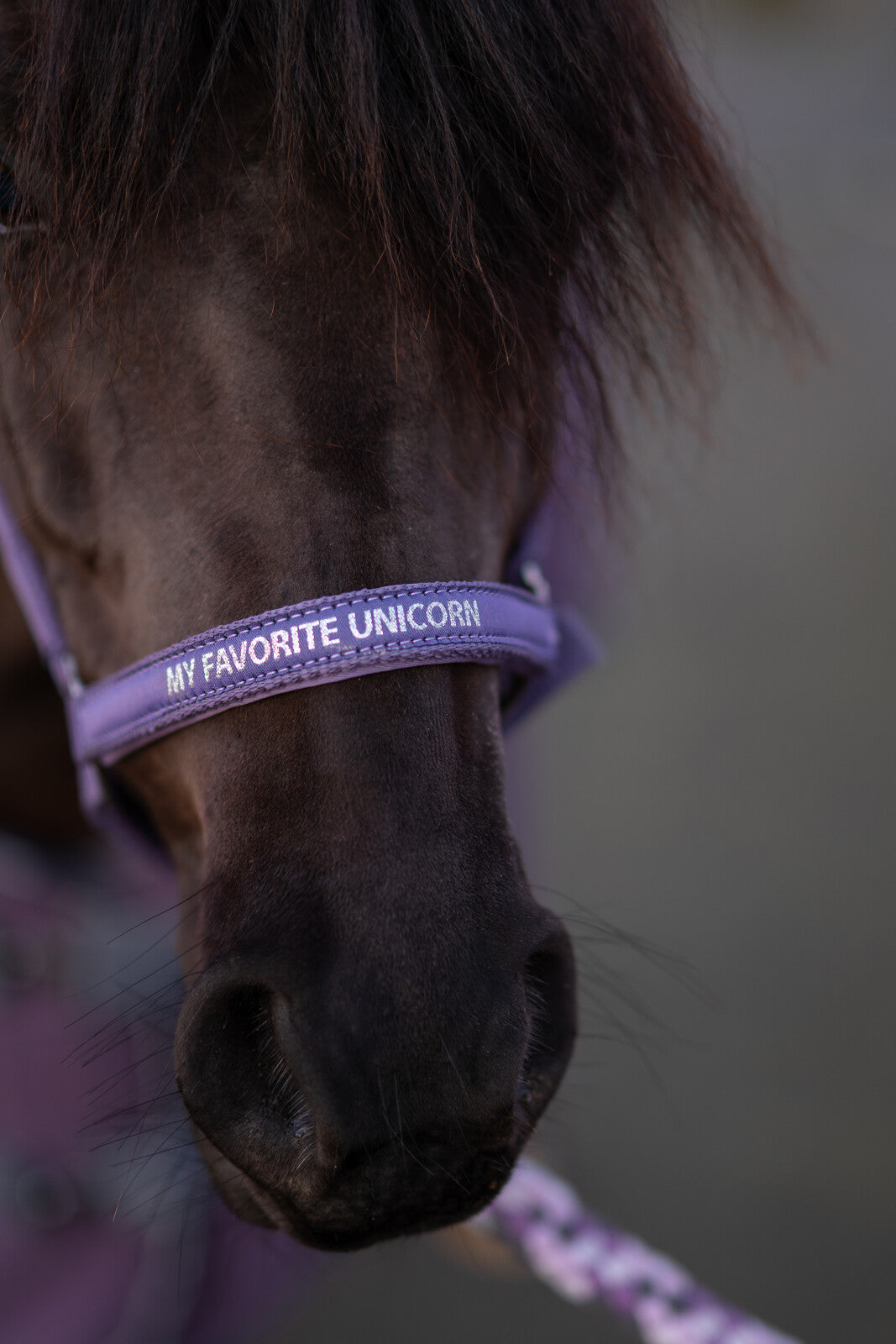 Horse Guard Malva halter "My Favorite Unicorn"