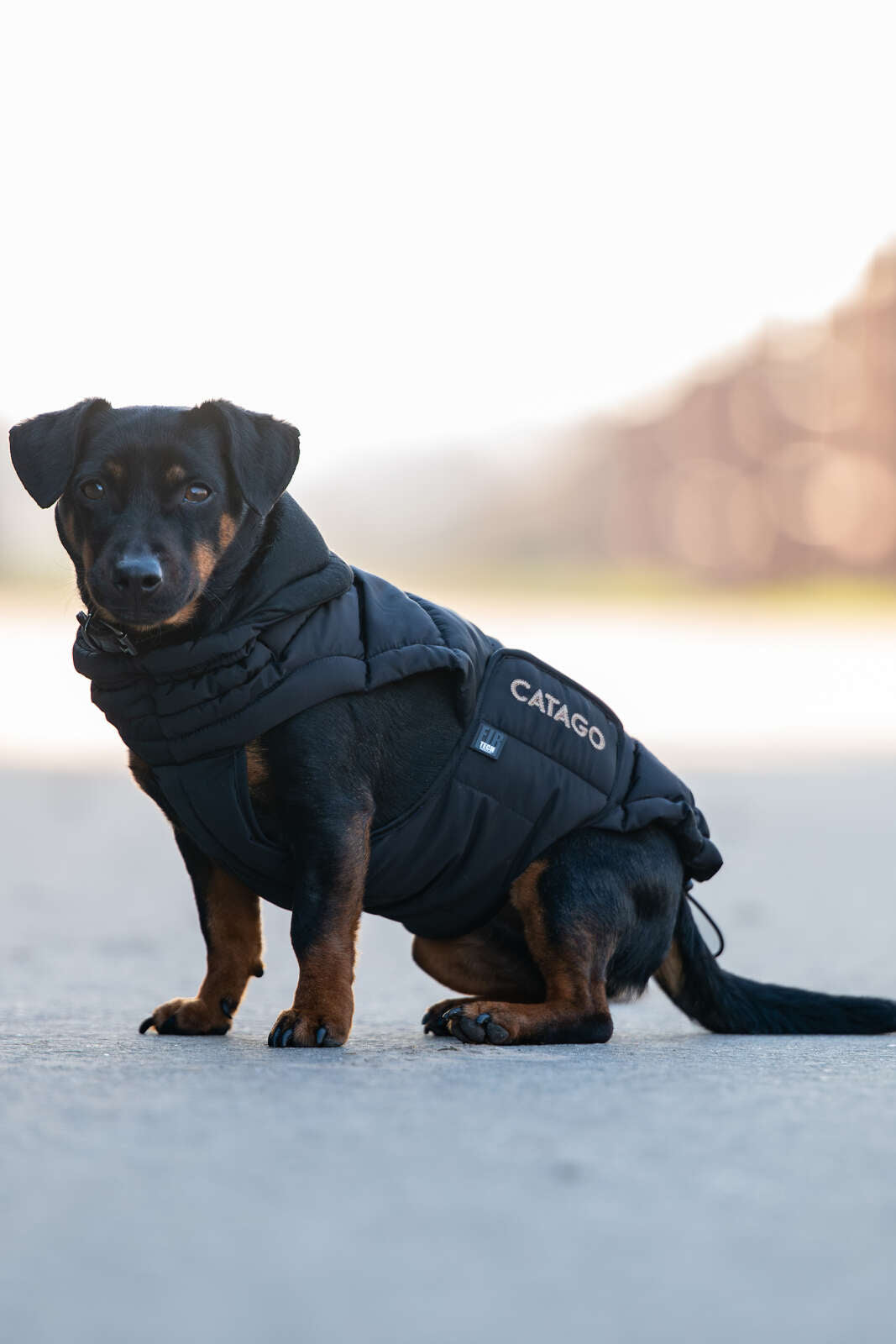 CATAGO FIR-Tech puffer hundedækken
