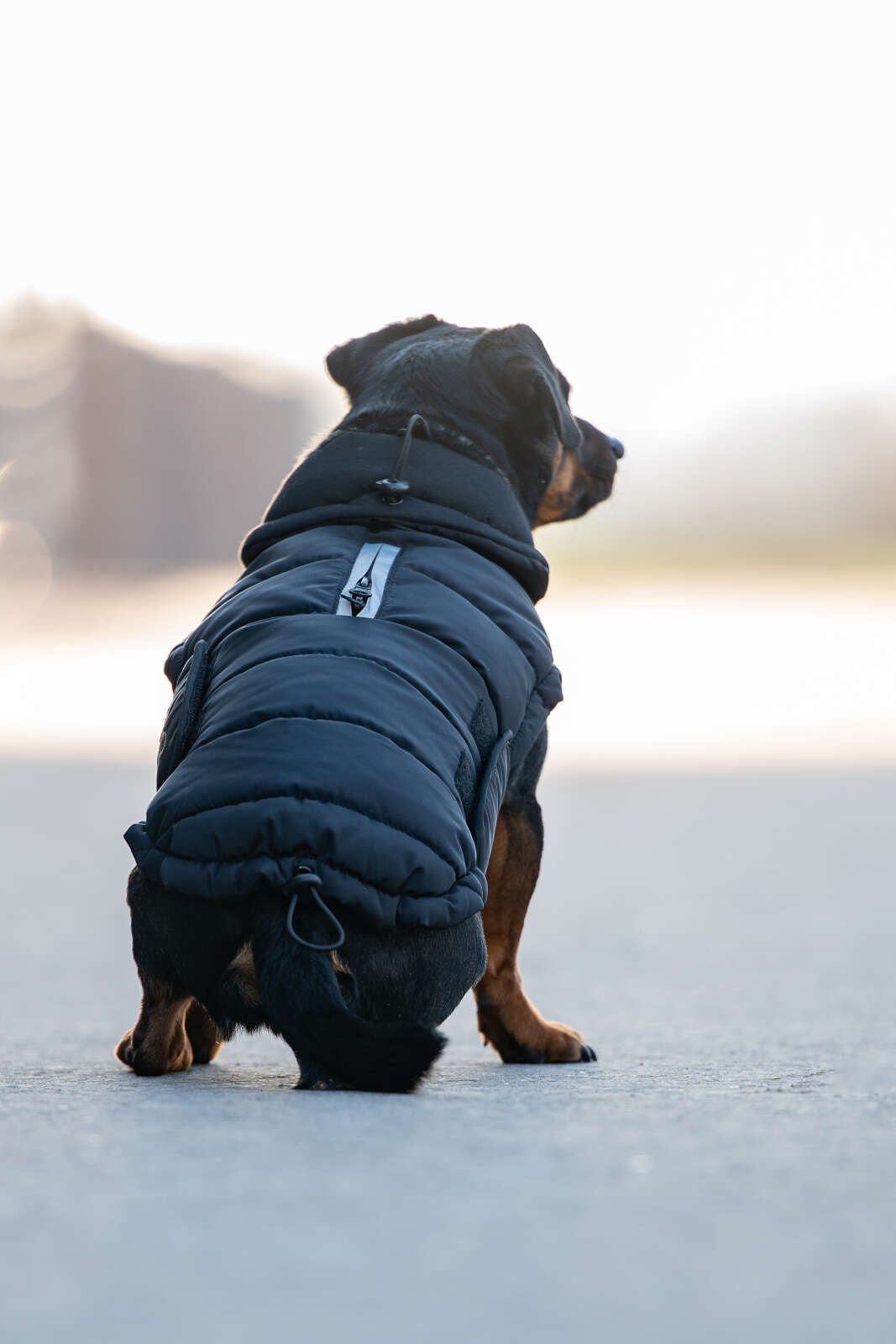 CATAGO FIR-Tech puffer dog rug