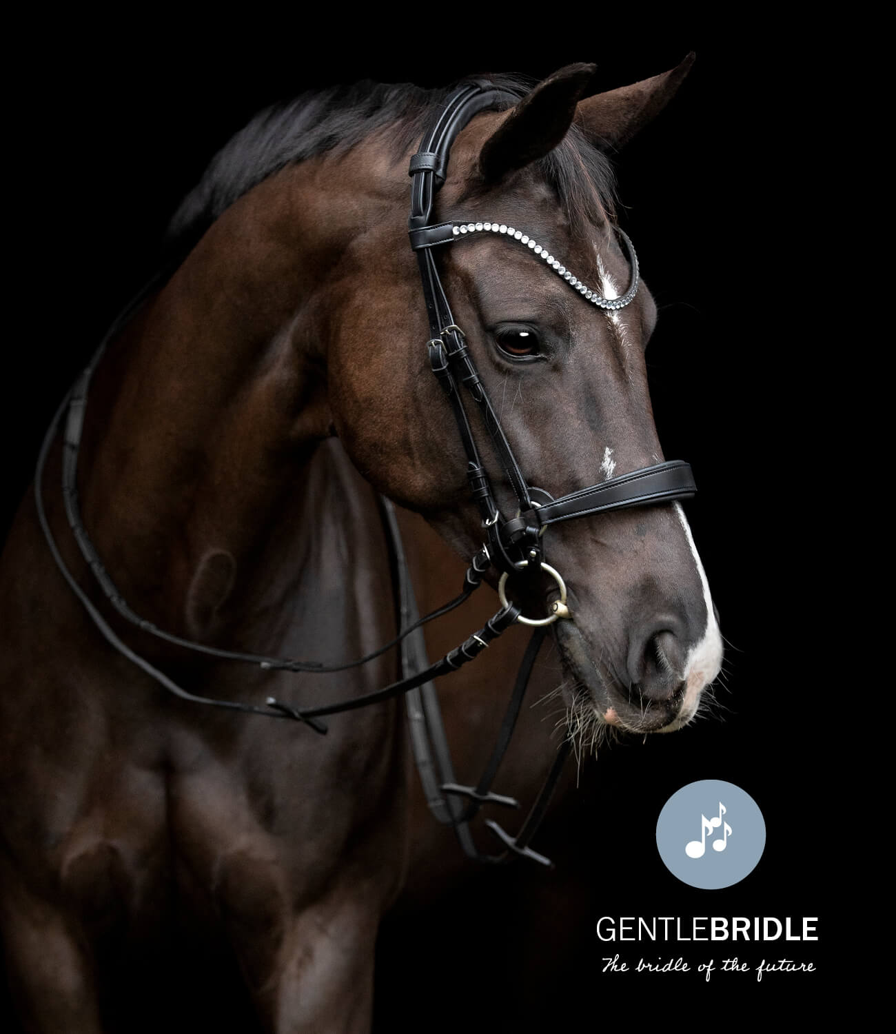 Brown horse wearing a Catago Gentle bridle with 'Gentle Bridle' logo on a black background