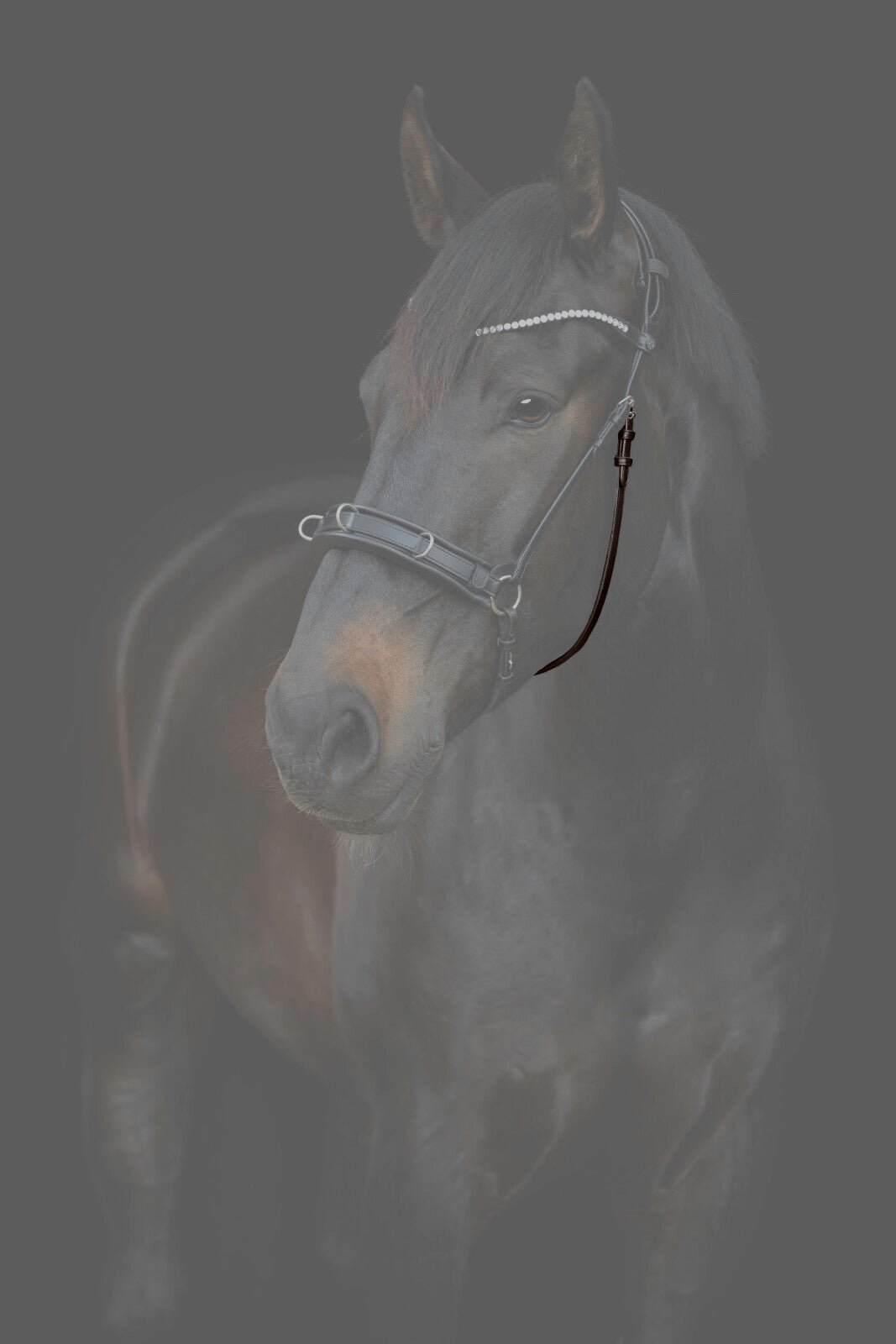 CATAGO Gentle throat latch with buckles - Unamari