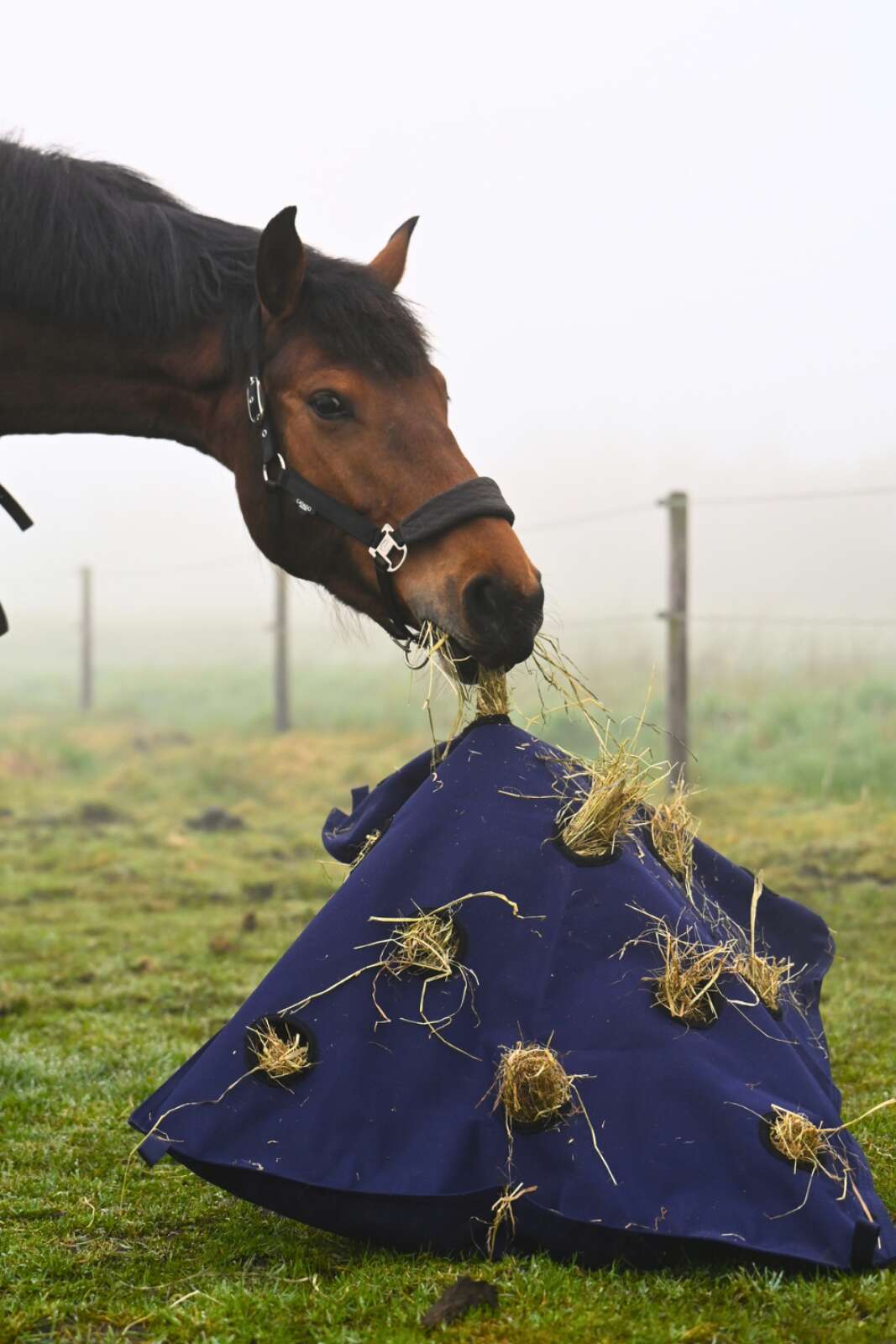 Horse Guard Pillow høypose
