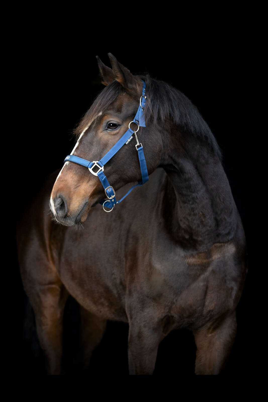 Horse Guard Malva Halfter "My Best Friend"
