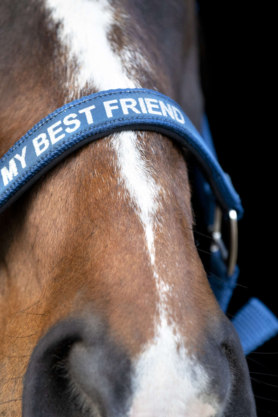 Horse Guard Malva Halfter "My Best Friend"