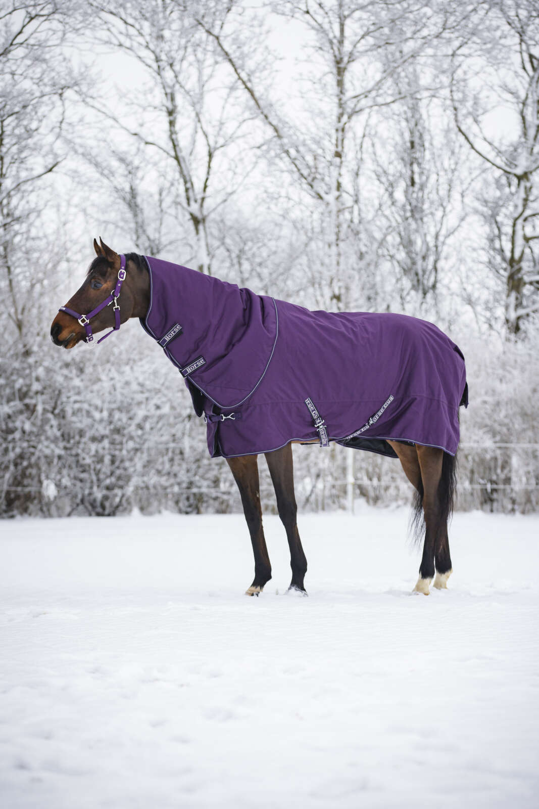 Horse Guard Malva Halfter "My Addiction"