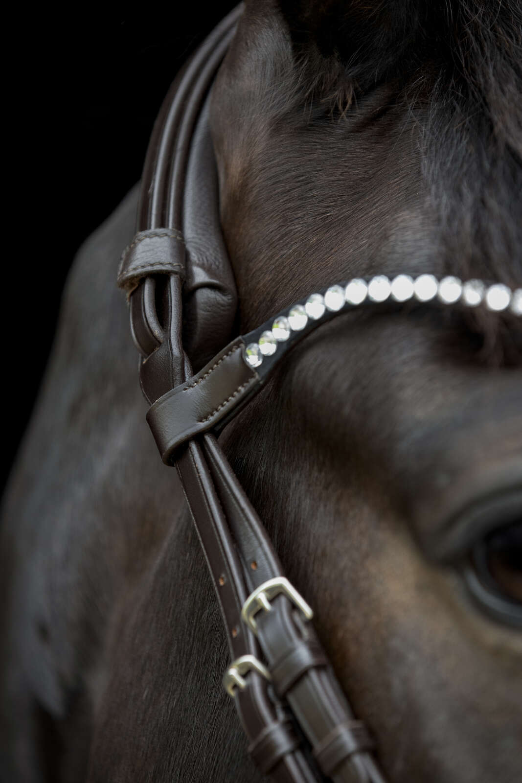Catago Gentle browband