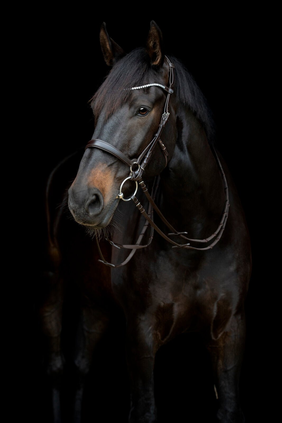 CATAGO Gentle throat latch - Unamari