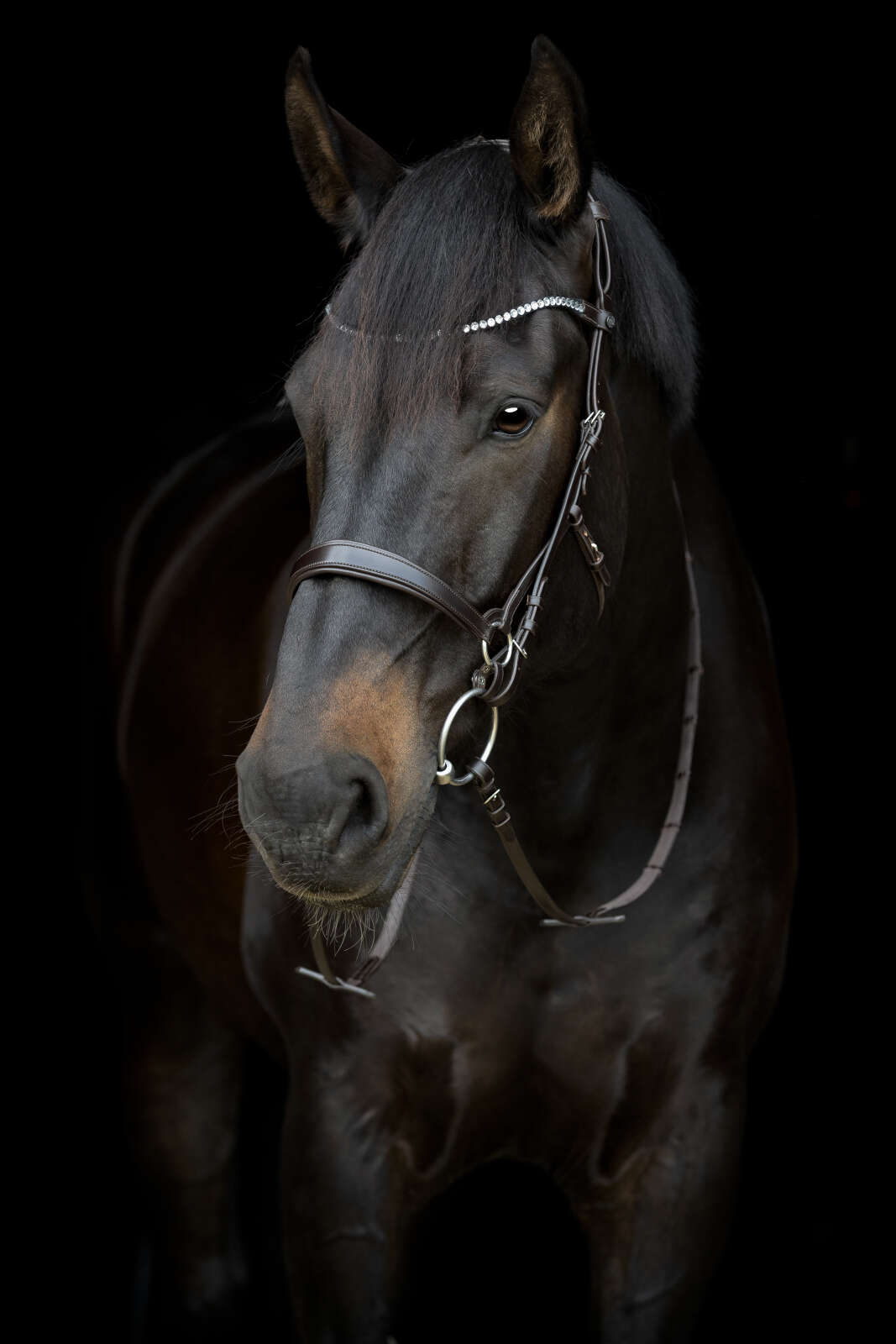 Catago Gentle browband