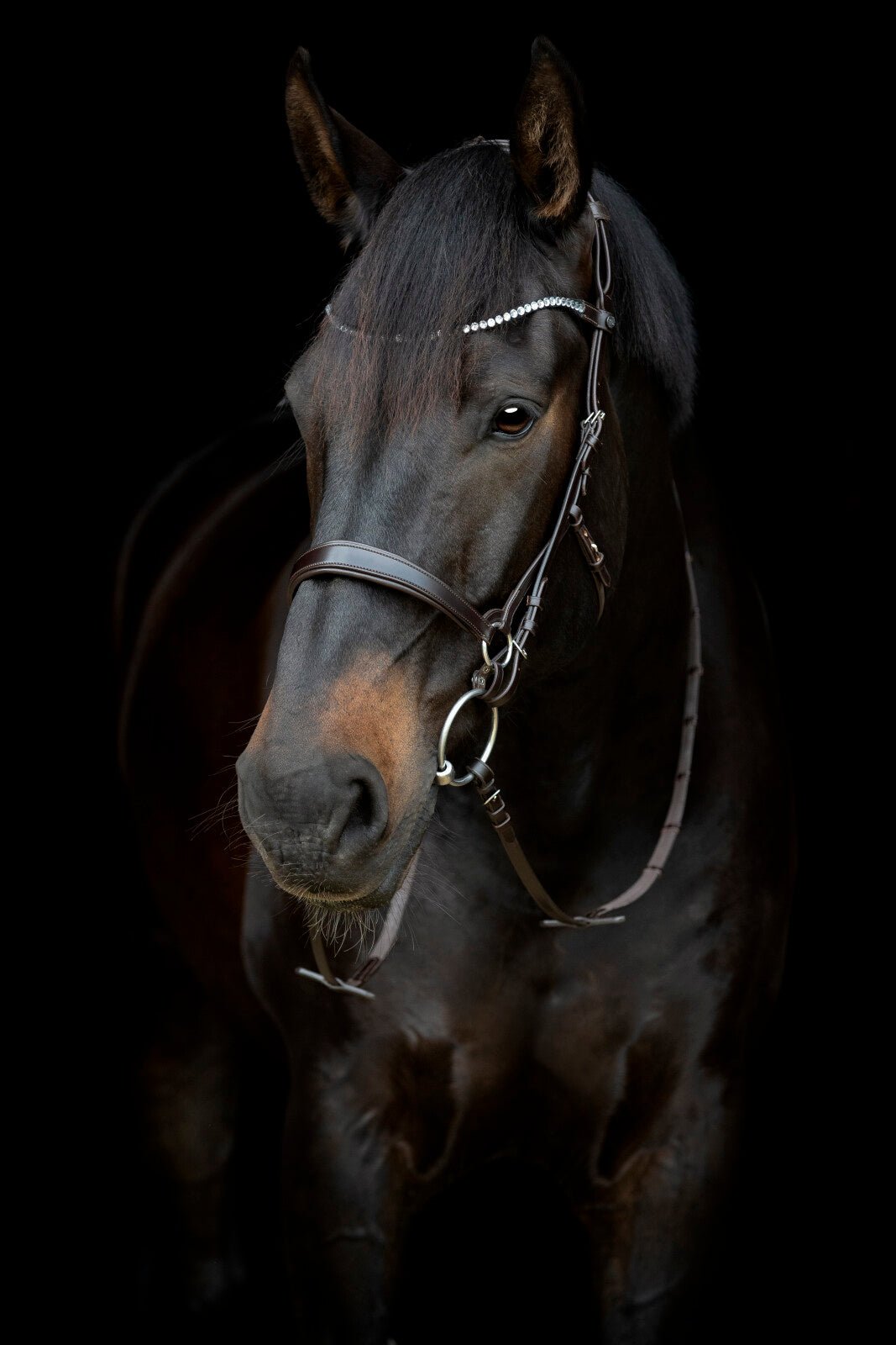 CATAGO Gentle browband - Unamari