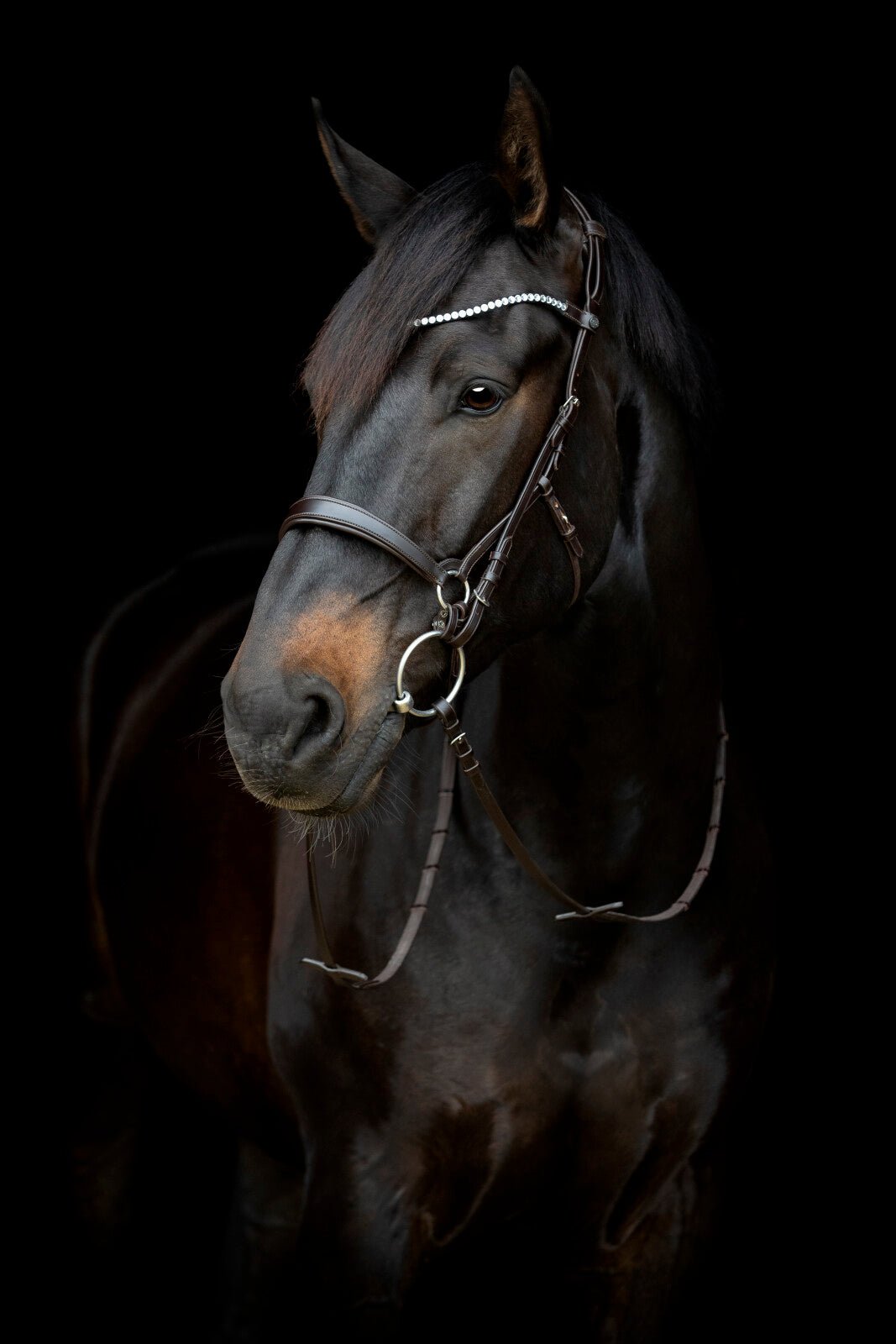 CATAGO Gentle throat latch - Unamari