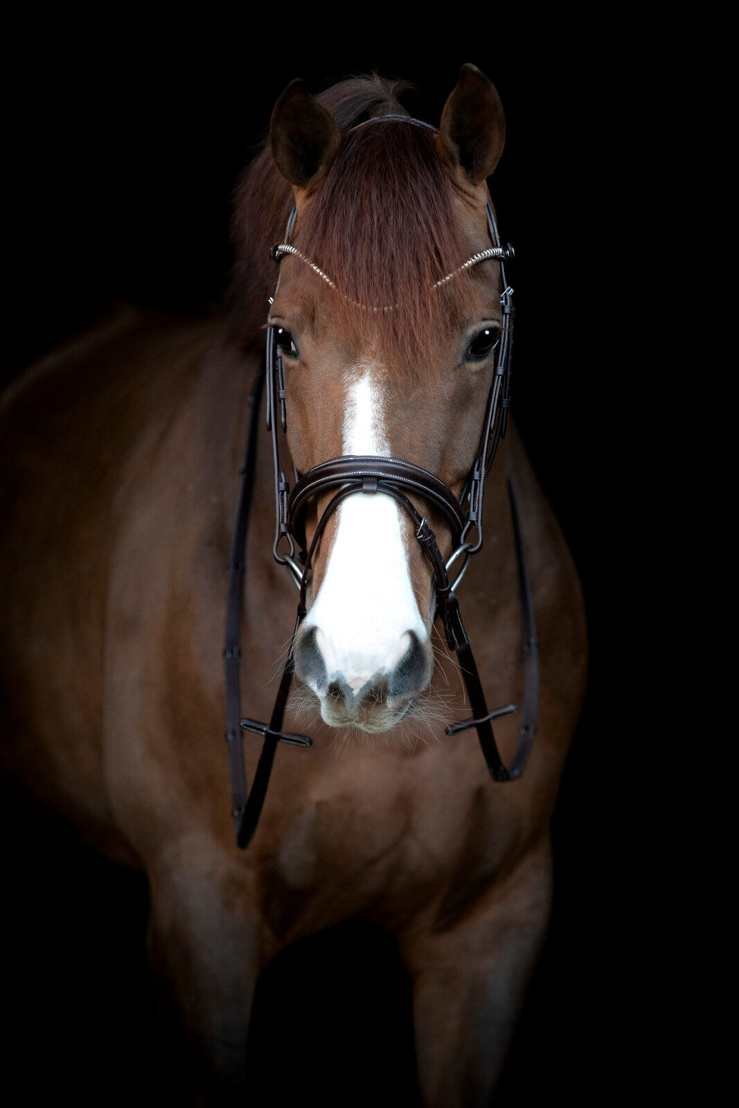 CATAGO Brooklyn bridle with flash noseband
