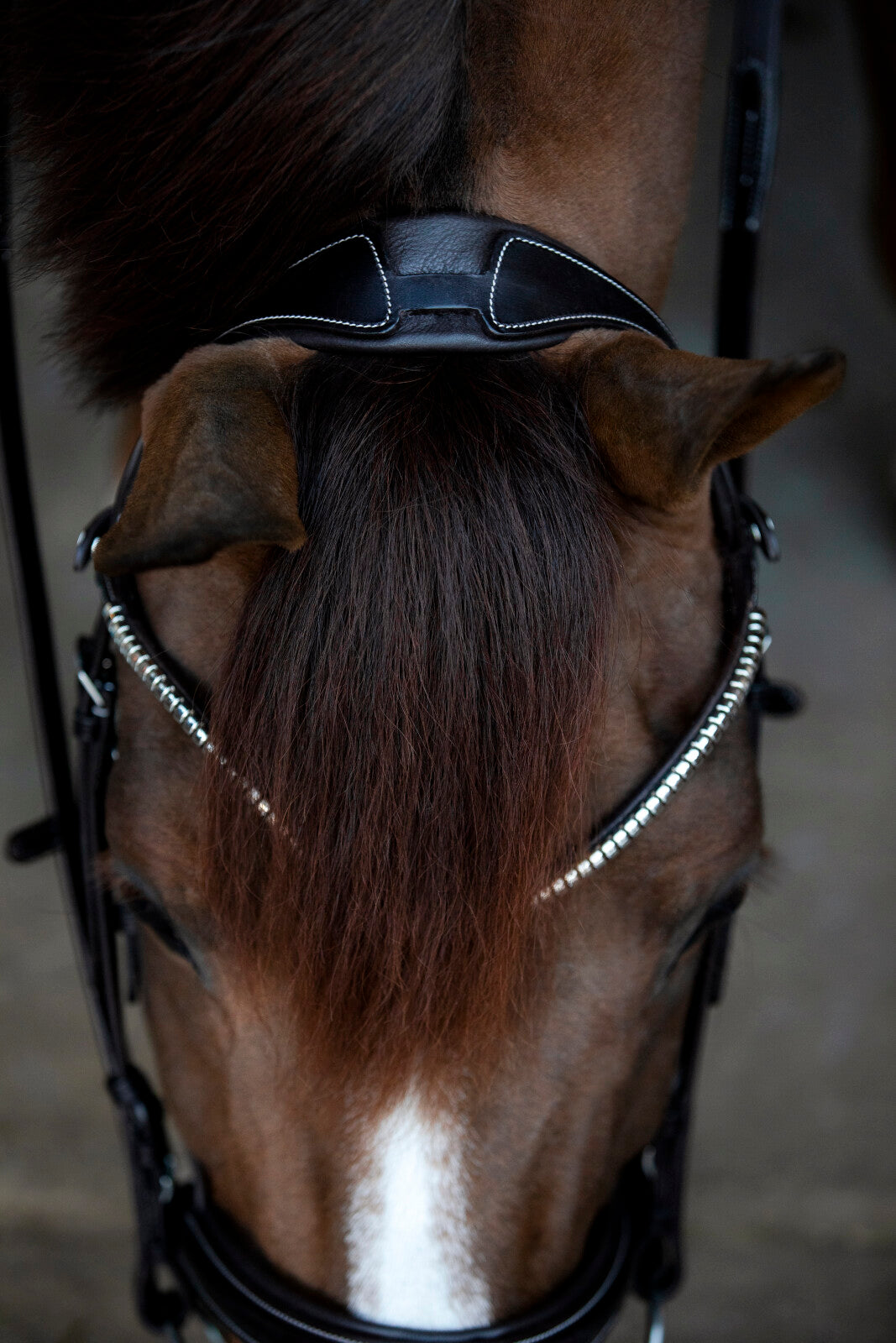 CATAGO Brooklyn bridle with flash noseband