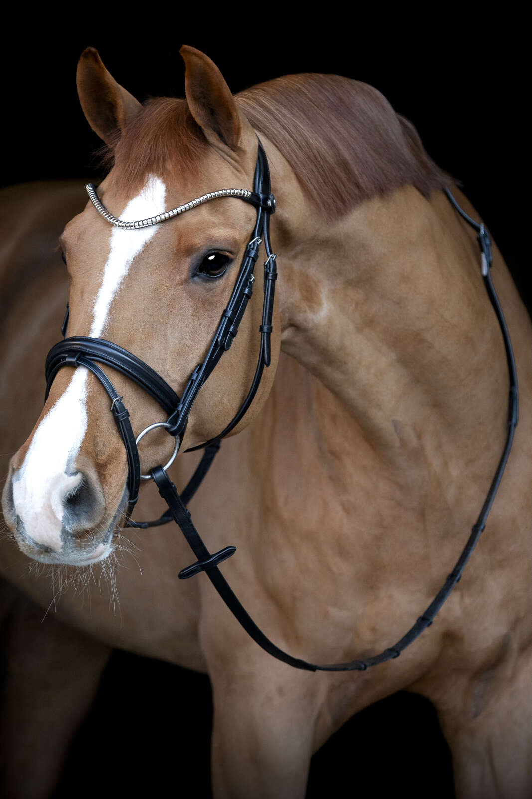 Catago Brooklyn bridle with flash noseband