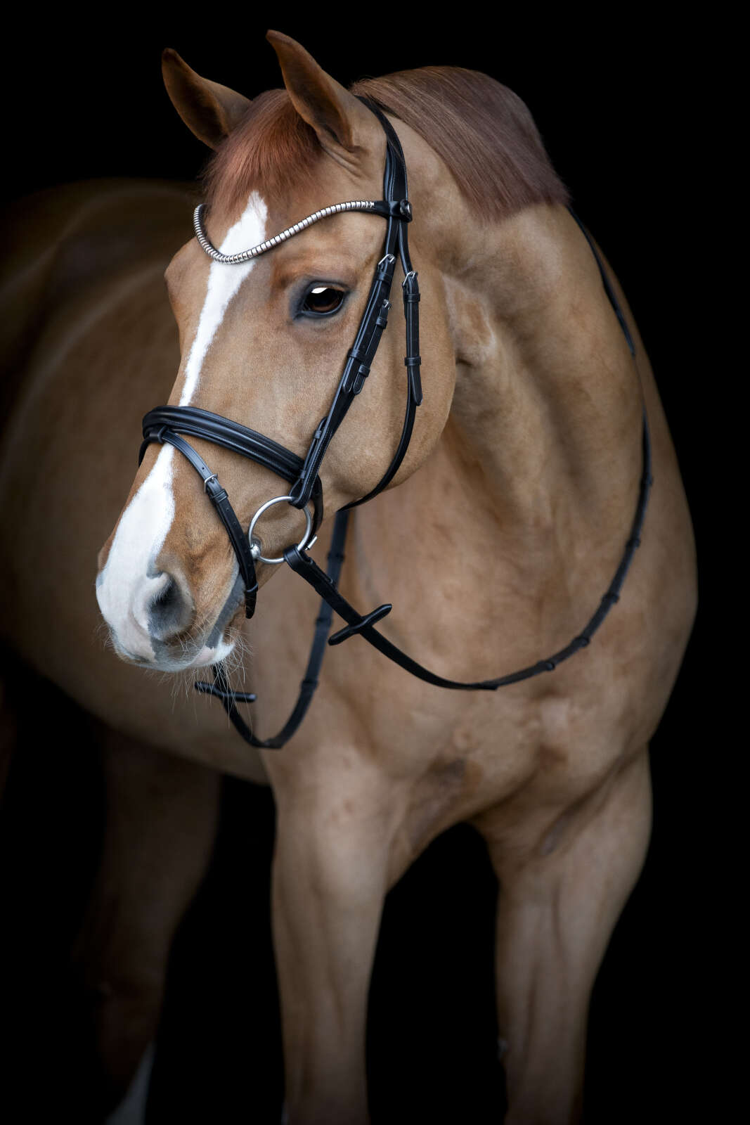 Catago Brooklyn bridle with flash noseband