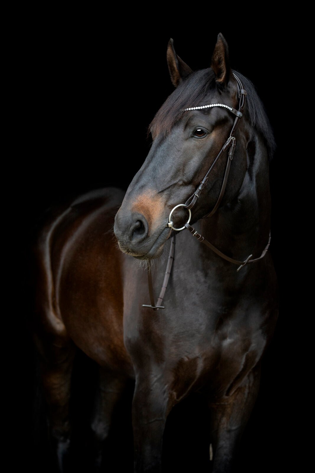 CATAGO Gentle throat latch with buckles - Unamari