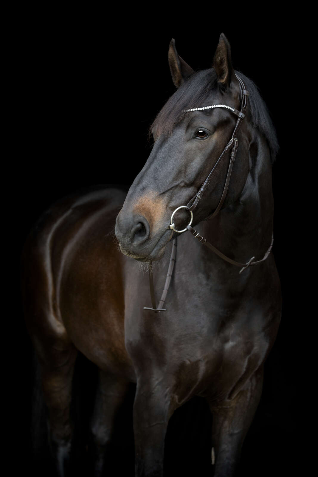 Catago Gentle hakerem m/spenner
