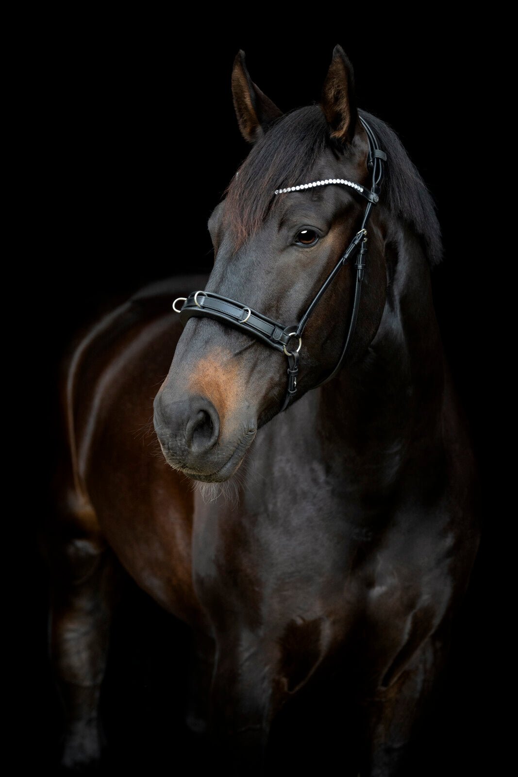 CATAGO Gentle cavesson - Unamari