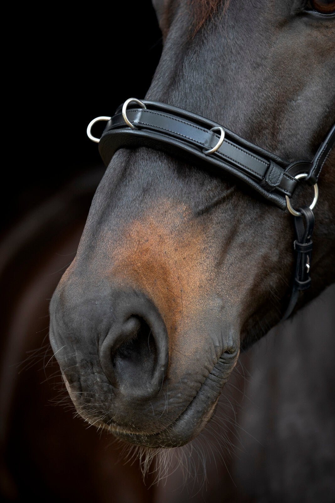 CATAGO Gentle cavesson - Unamari