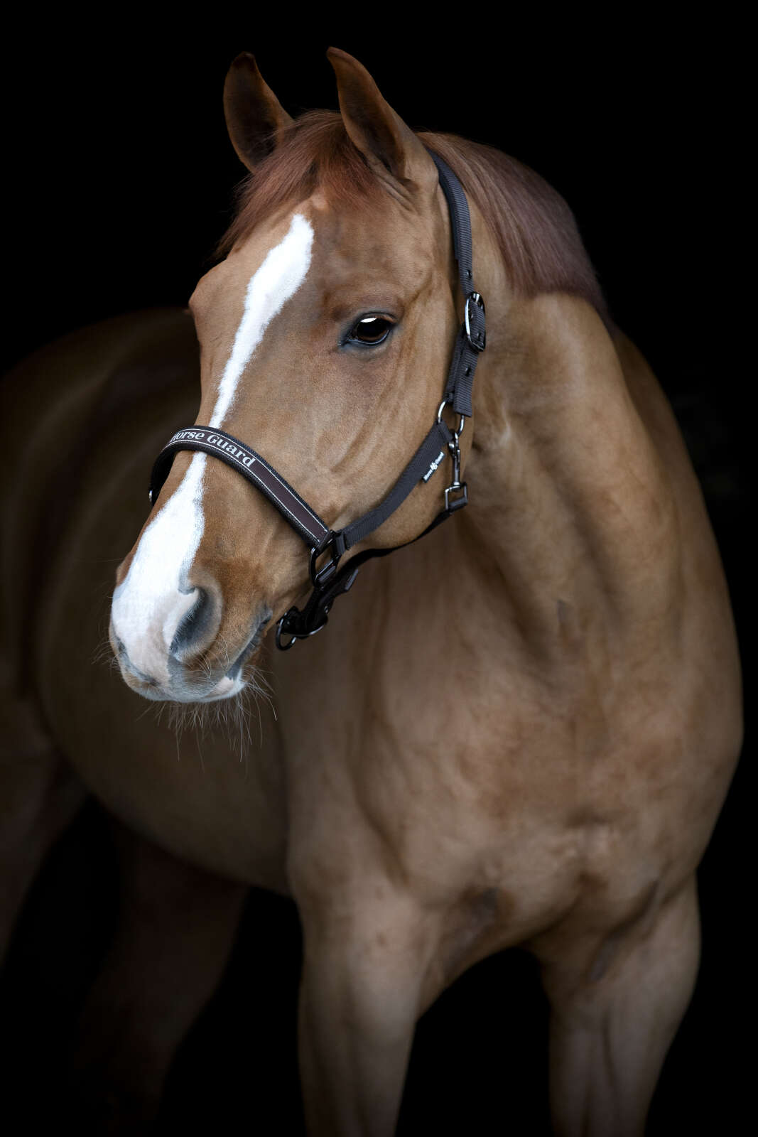 Horse Guard Sandra grimma
