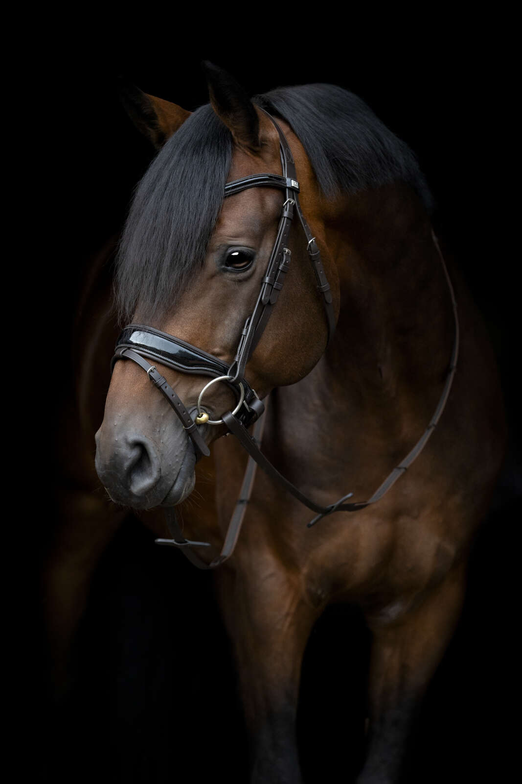 Horse Guard Cryll 24,1 hodelag, kombinert, ny størrelse, med tilbaketrekk