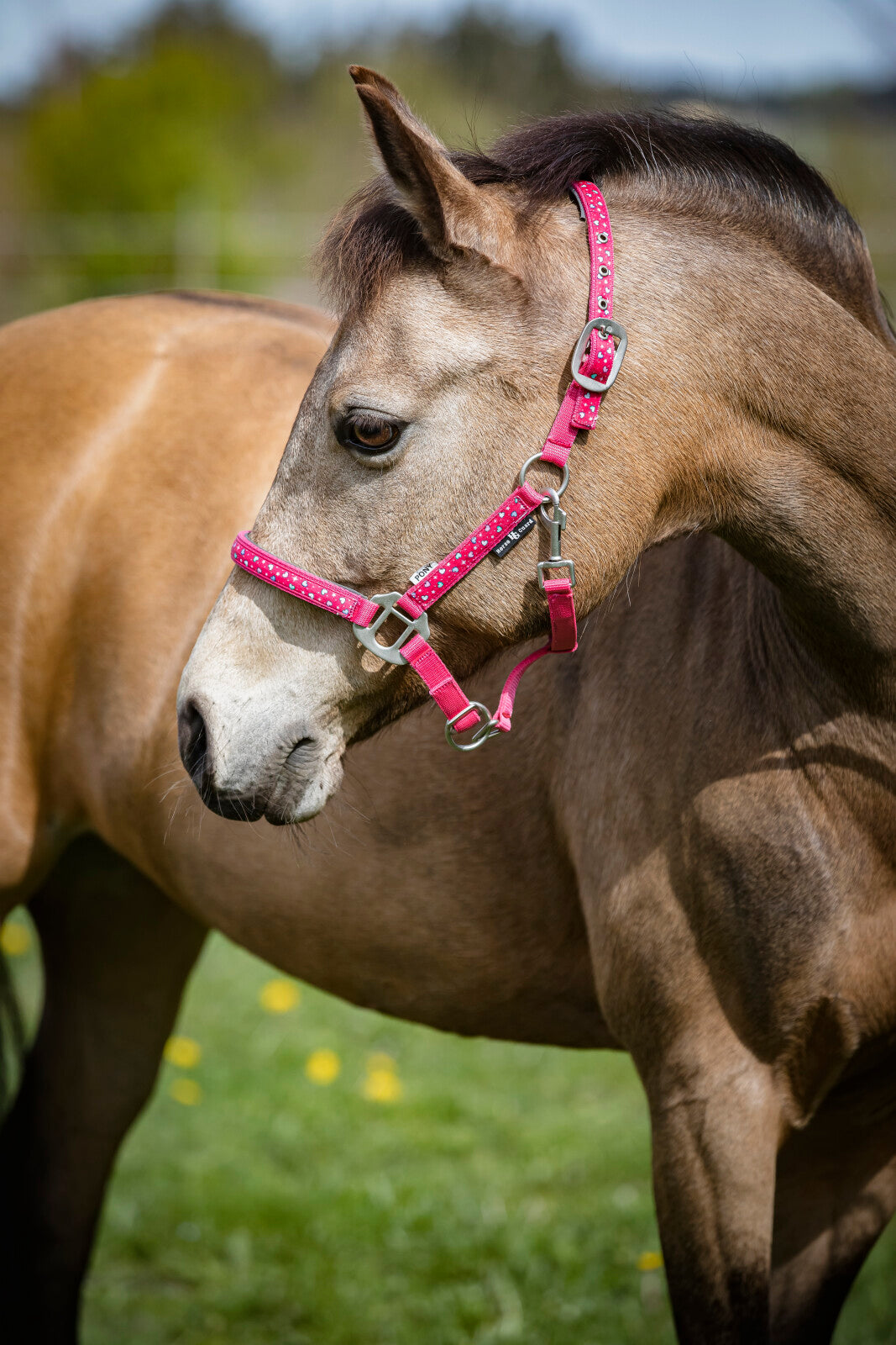 HorseGuard Love halter