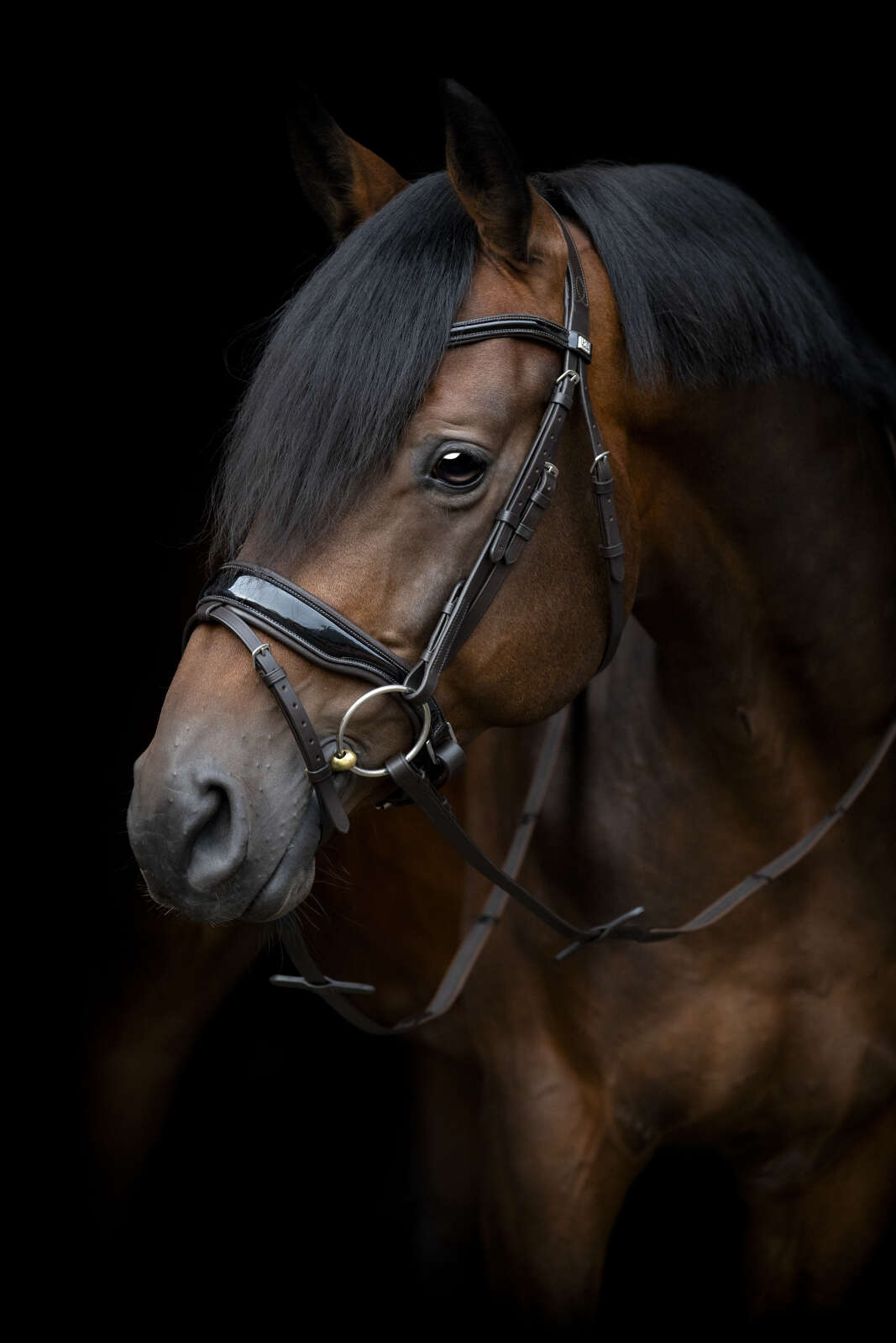 Horse Guard Cryll 24,1 hodelag, kombinert, ny størrelse, med tilbaketrekk