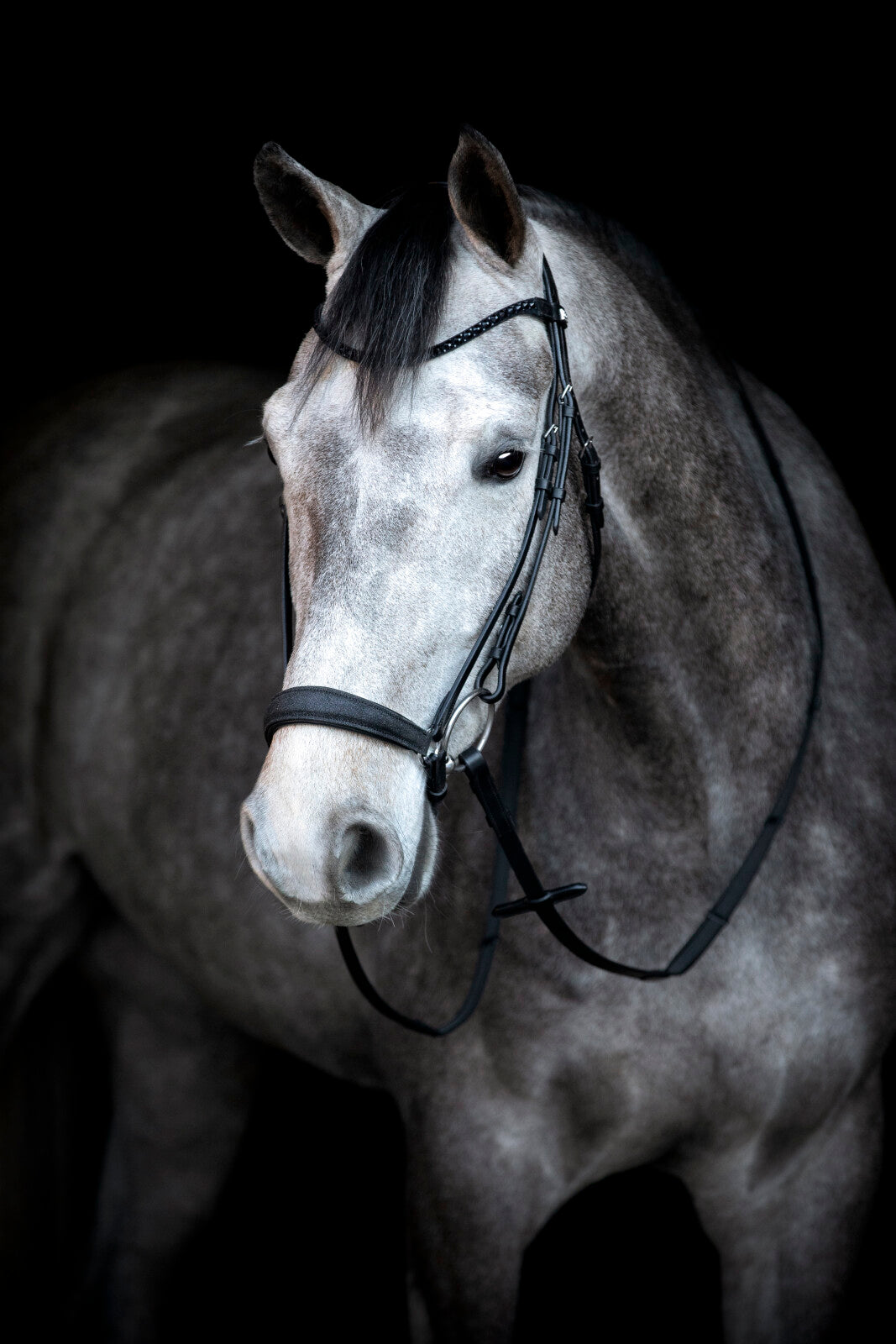 HorseGuard Cryll 24.2 trense m/ hannoveransk nb