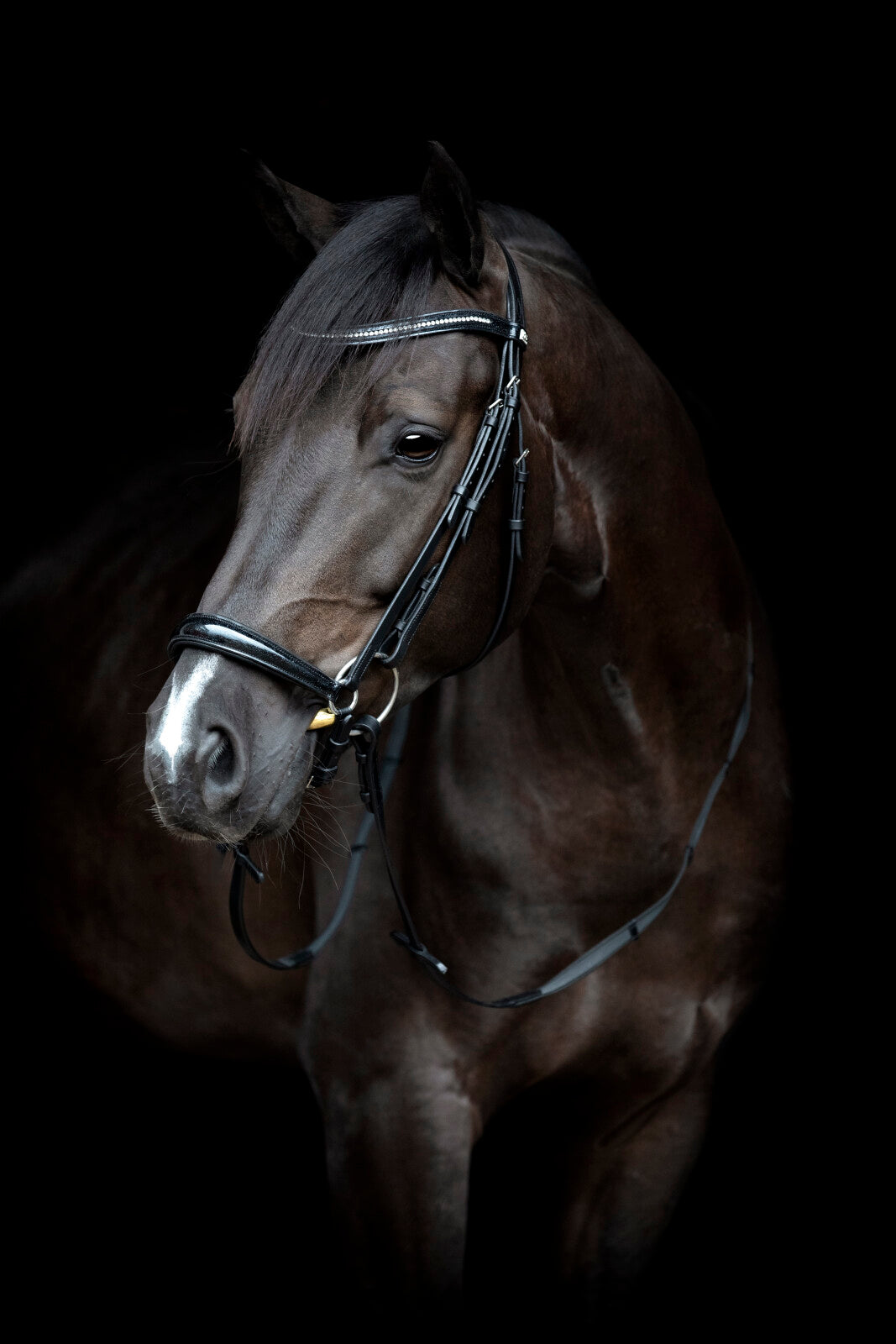 HorseGuard Cryll 24.1 trense m/hannoveransk nb