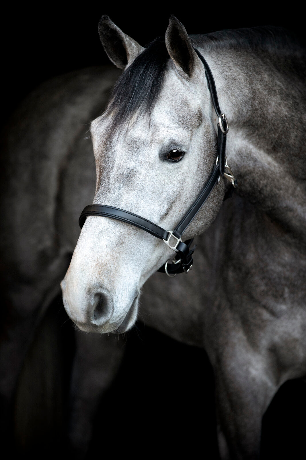 HorseGuard Sabine leather halter
