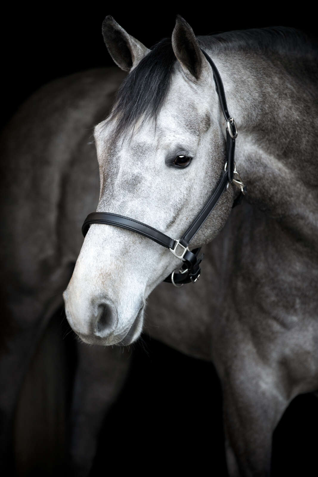 HorseGuard Sabine Lädergrimma
