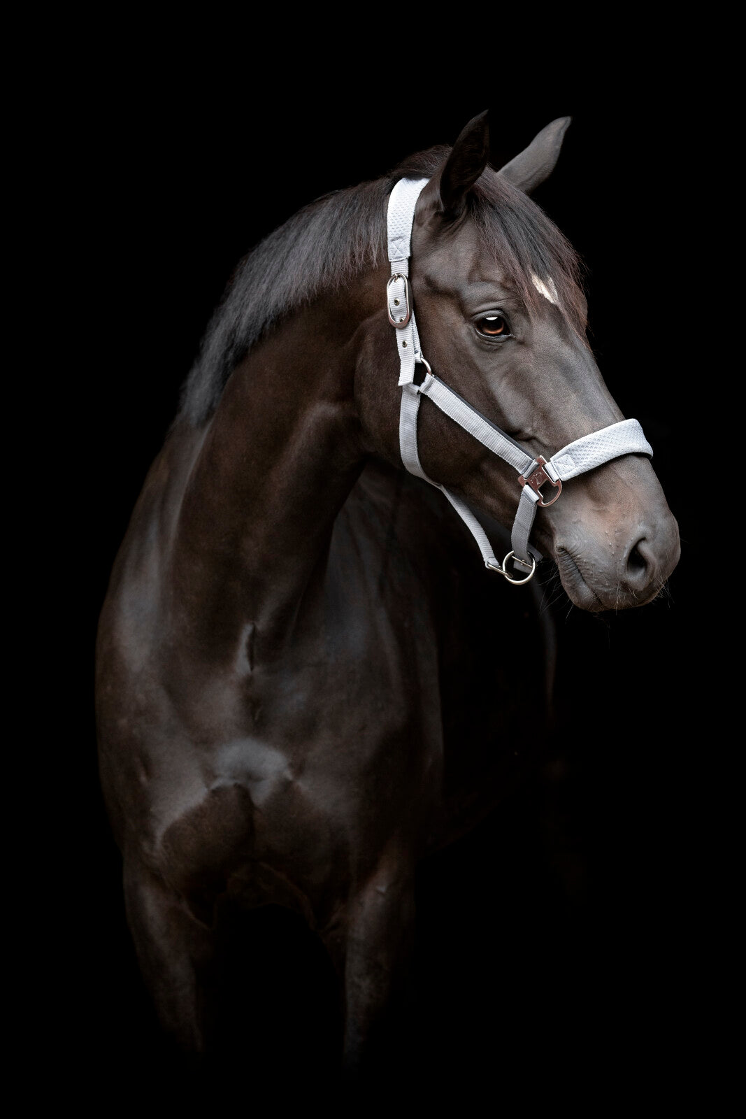 CATAGO FIR-Tech halter